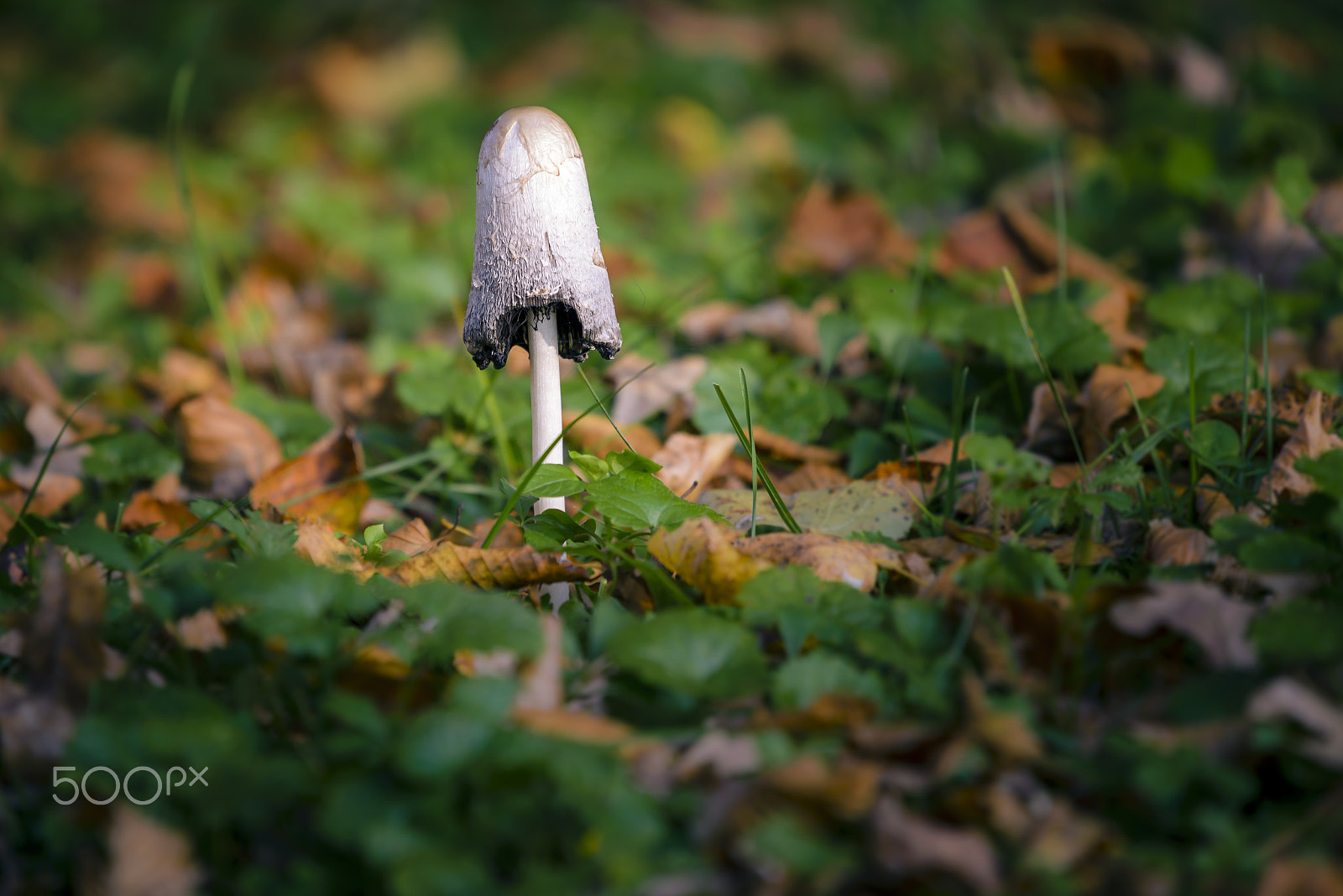 Nikon AF-S Nikkor 200-500mm F5.6E ED VR sample photo. Mushroom in autumn foliage photography