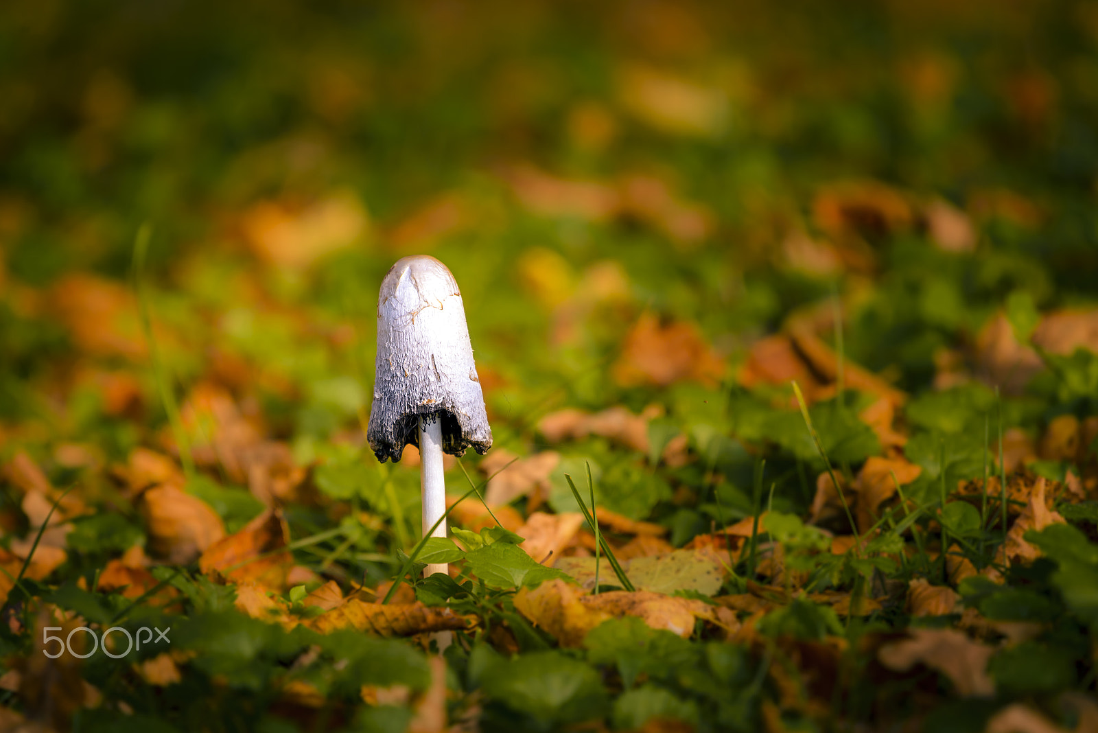 Nikon AF-S Nikkor 200-500mm F5.6E ED VR sample photo. Mushroom in autumn foliage photography