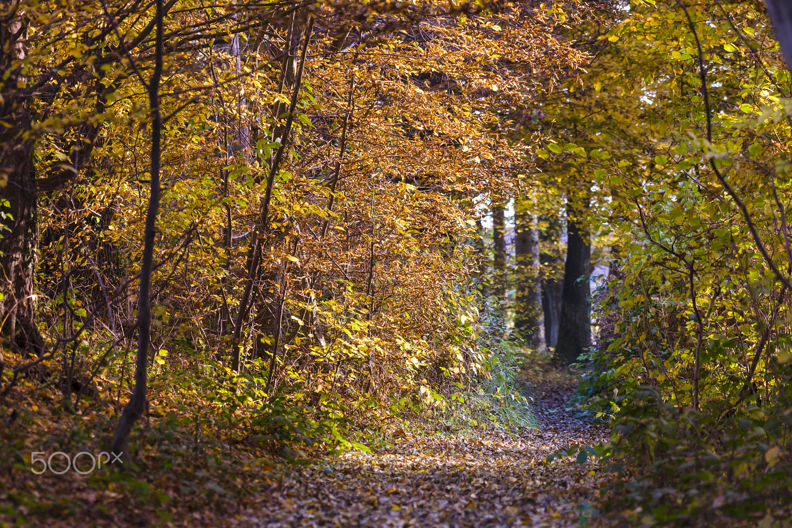Nikon D600 + Nikon AF-S Nikkor 200-500mm F5.6E ED VR sample photo. Trail through the woods in autumn photography