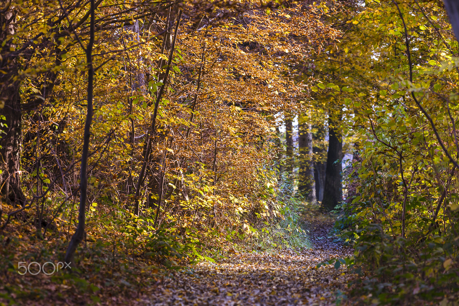 Nikon AF-S Nikkor 200-500mm F5.6E ED VR sample photo. Trail through the woods in autumn photography