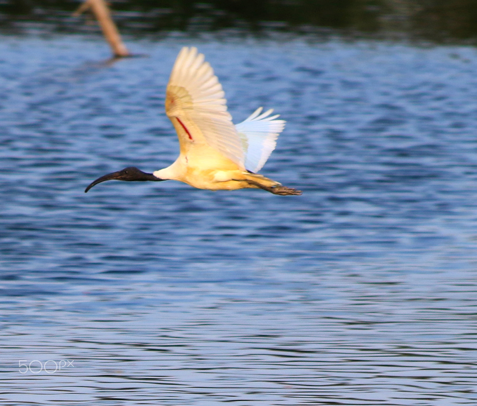 Canon EF 70-300mm F4-5.6 IS USM sample photo. Black headed ibis photography