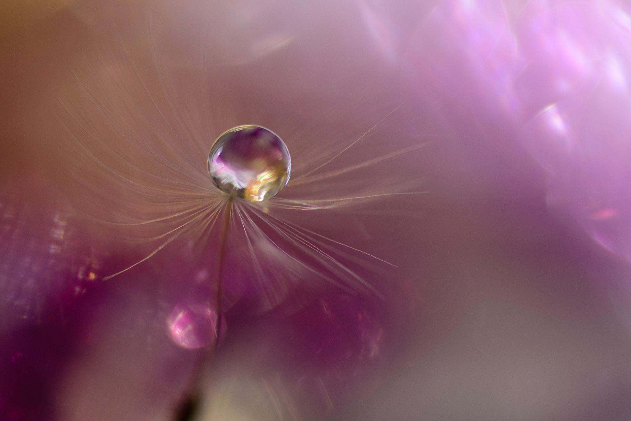 Sigma 105mm F2.8 EX DG OS HSM sample photo. Can you hear me now? photography