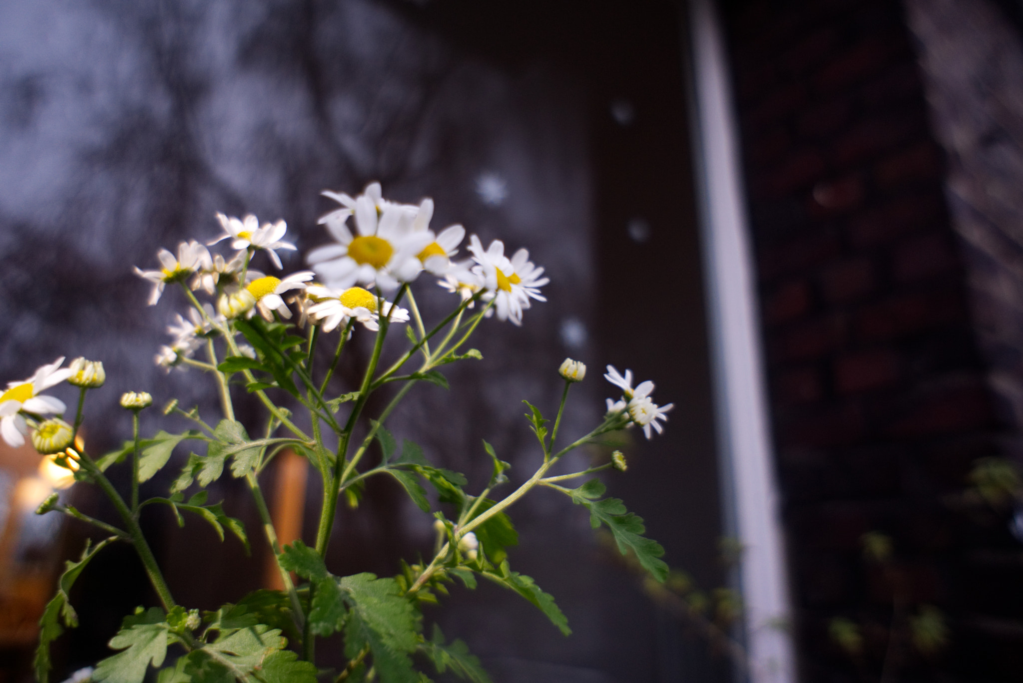 Sony E 16mm F2.8 sample photo. Feverfew from below photography