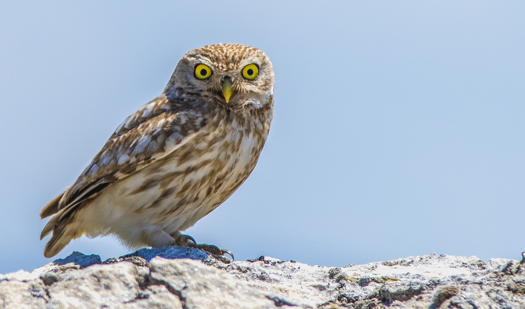 Nikon D810 sample photo. Little owl photography