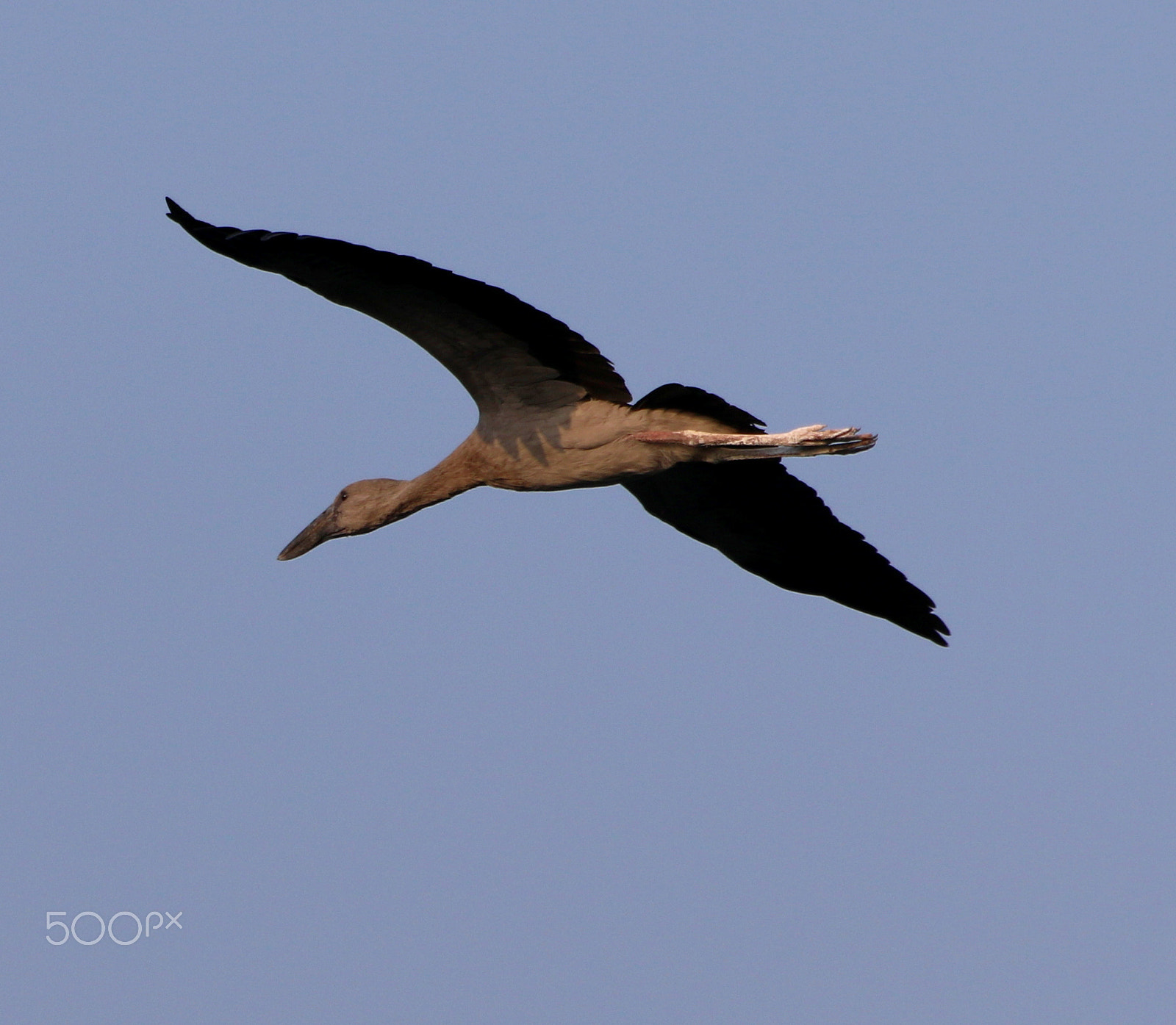 Canon EF 70-300mm F4-5.6 IS USM sample photo. Grey pelican photography