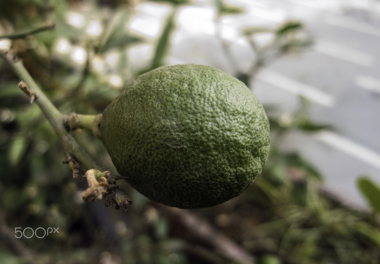 Ricoh GX200 sample photo. Close up of a lemon that is still growing photography
