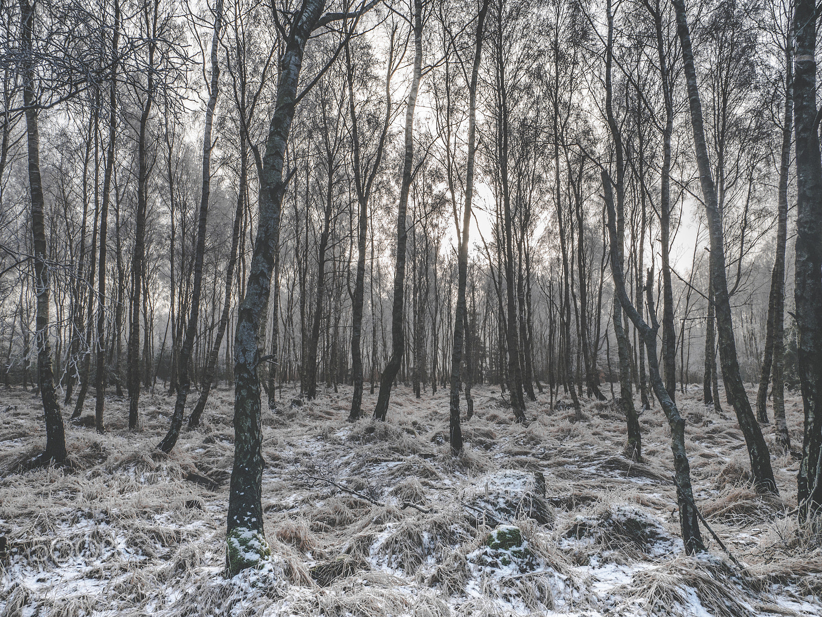 Panasonic Lumix DMC-G7 + LUMIX G VARIO 12-60/F3.5-5.6 sample photo. Winter forest photography