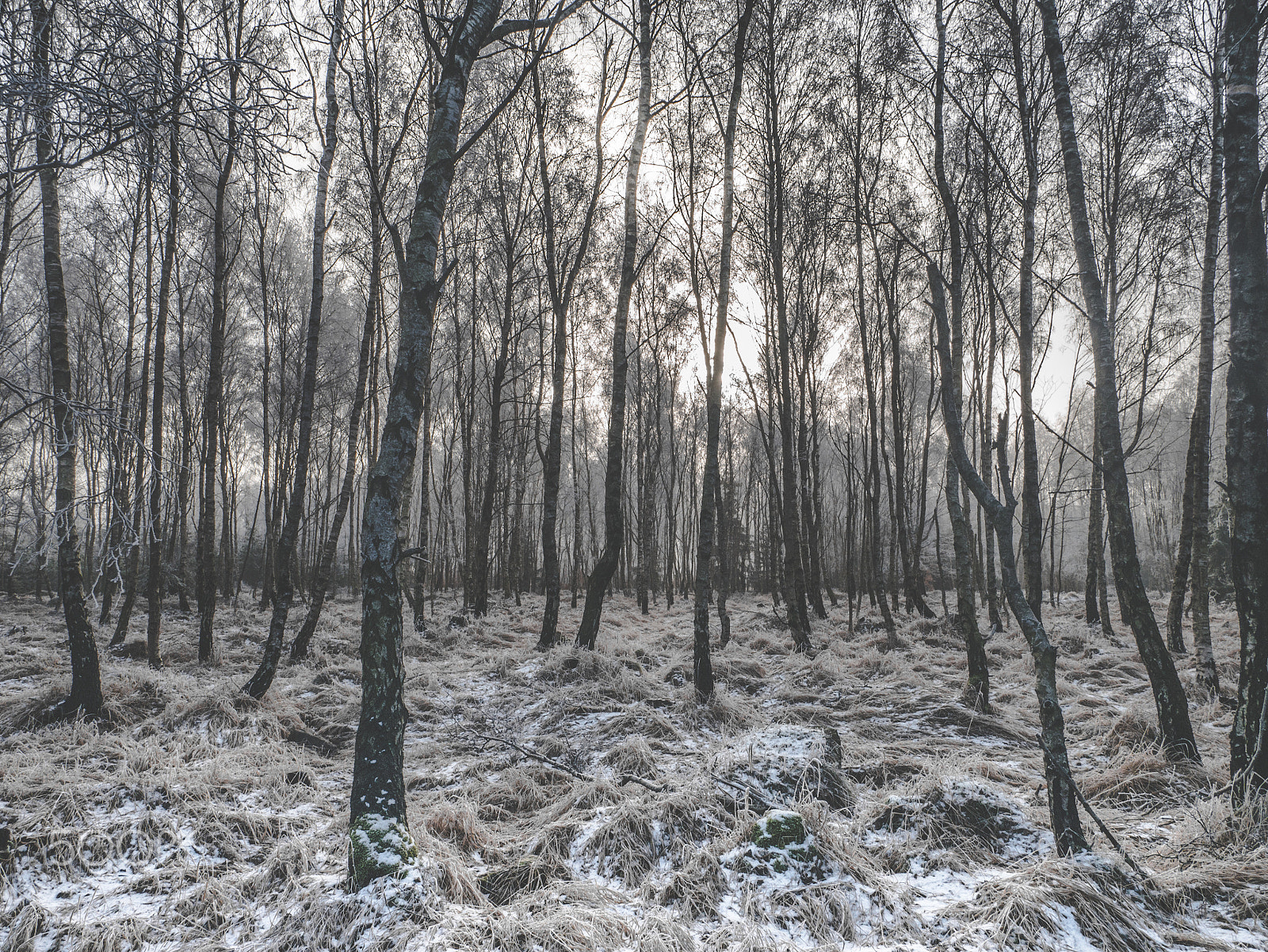 LUMIX G VARIO 12-60/F3.5-5.6 sample photo. Winter forest photography