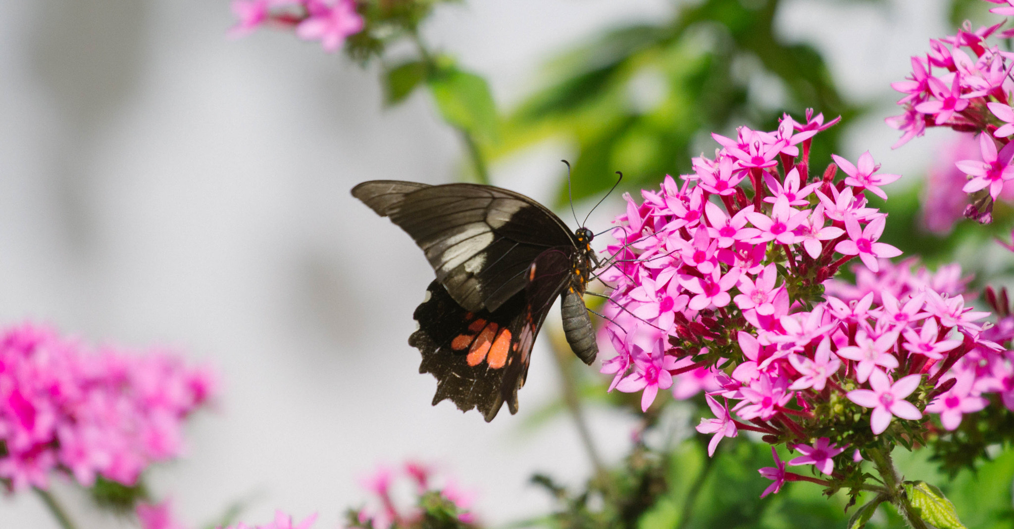 Canon EOS 700D (EOS Rebel T5i / EOS Kiss X7i) + Canon EF 70-200mm F4L USM sample photo. Butterfly photography