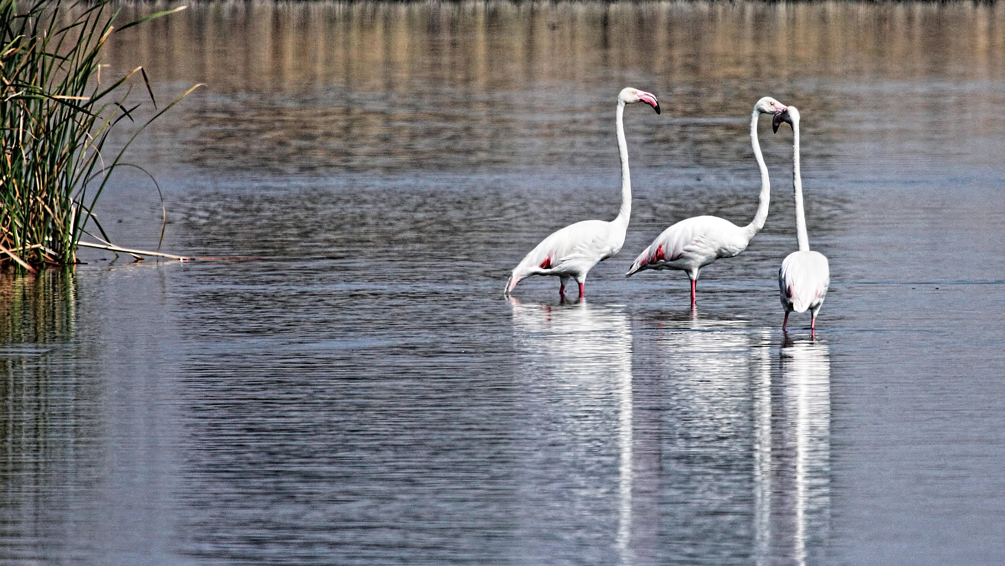 Canon EOS 50D + Canon EF 100-400mm F4.5-5.6L IS USM sample photo. Flamingo photography