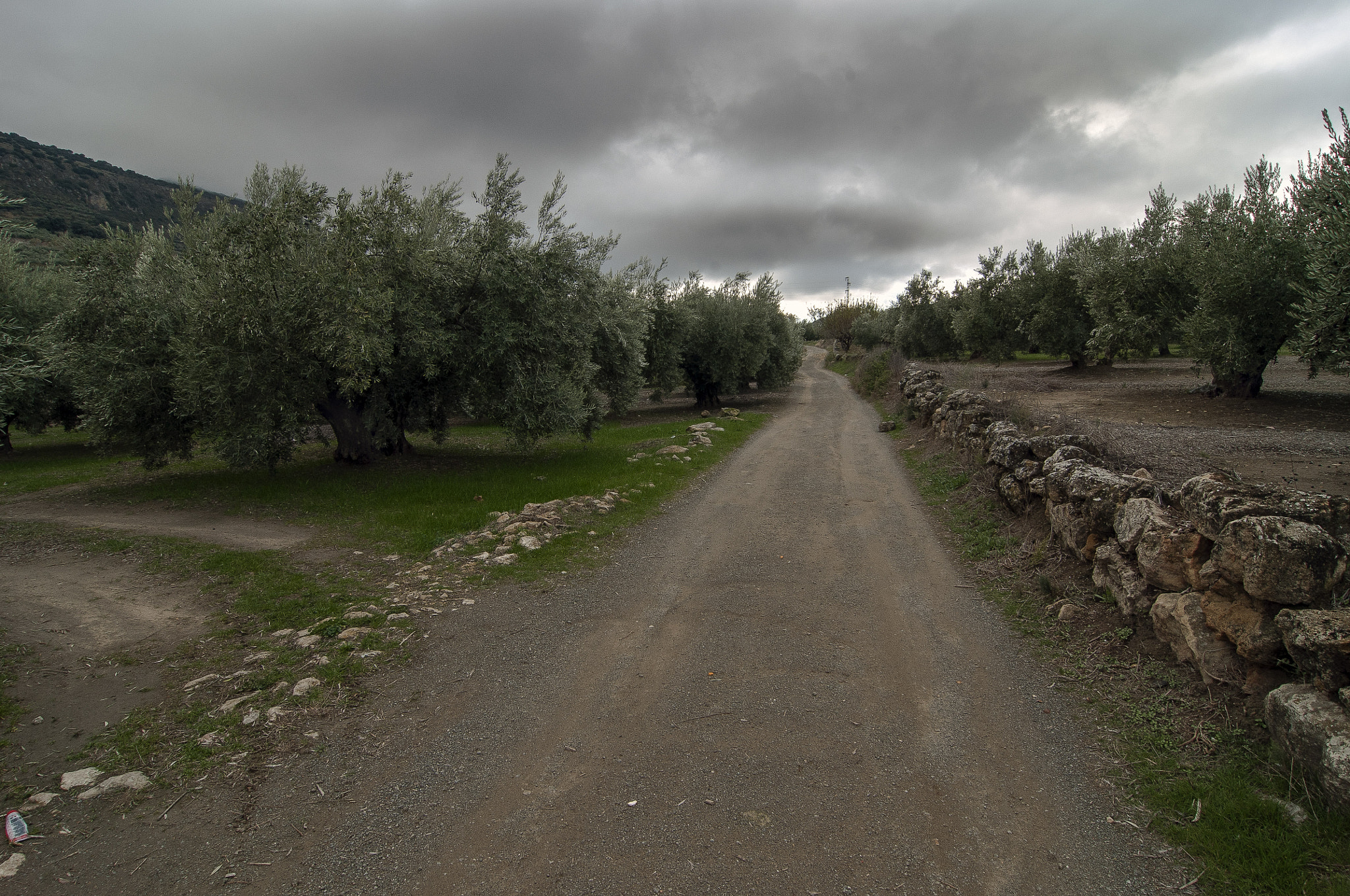 Tokina AT-X Pro 12-24mm F4 (IF) DX sample photo. Entre olivares. photography