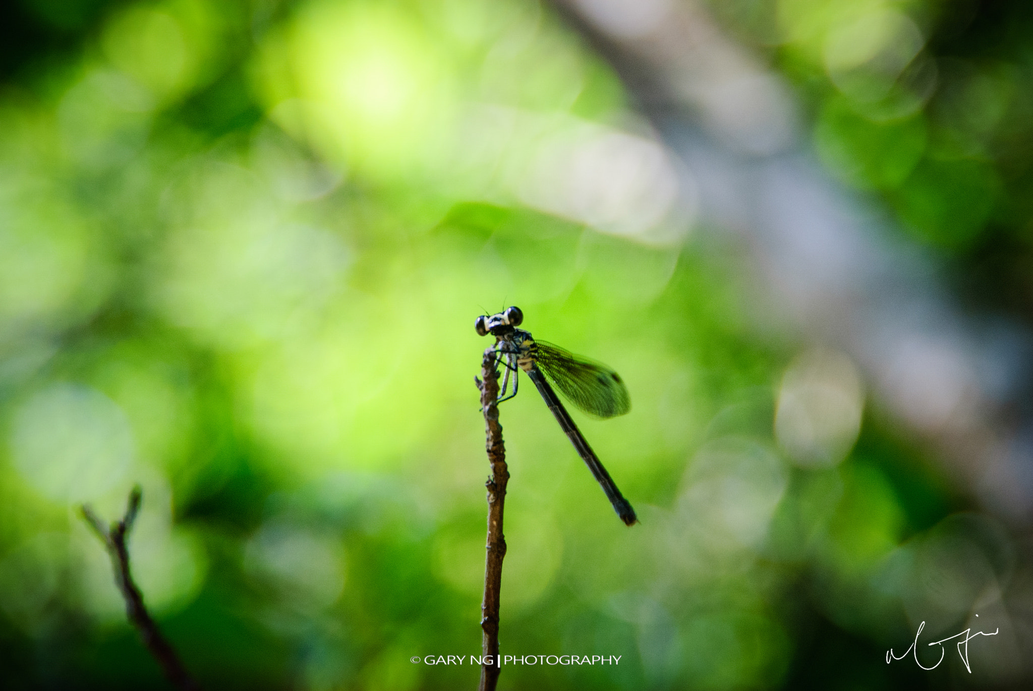 Nikon D80 sample photo. Dragonfly photography