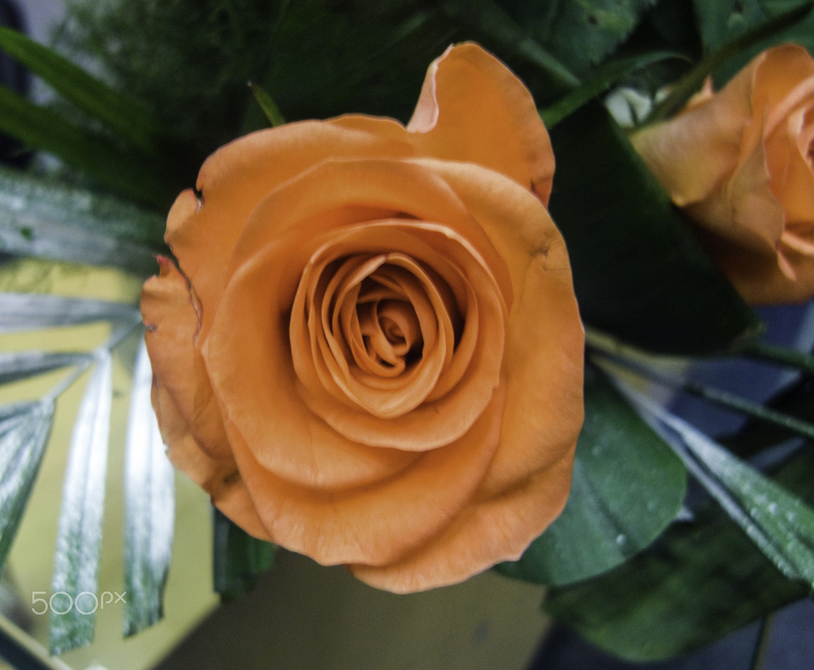 Ricoh GX200 sample photo. Close up of a peach colored rose photography