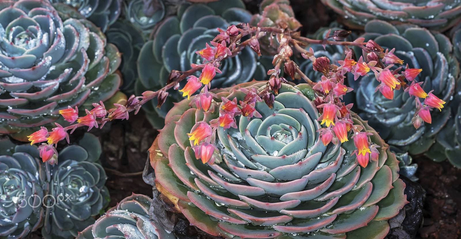 Sony a7R + Sony FE 90mm F2.8 Macro G OSS sample photo. Blommig lantern cactus flowers photography