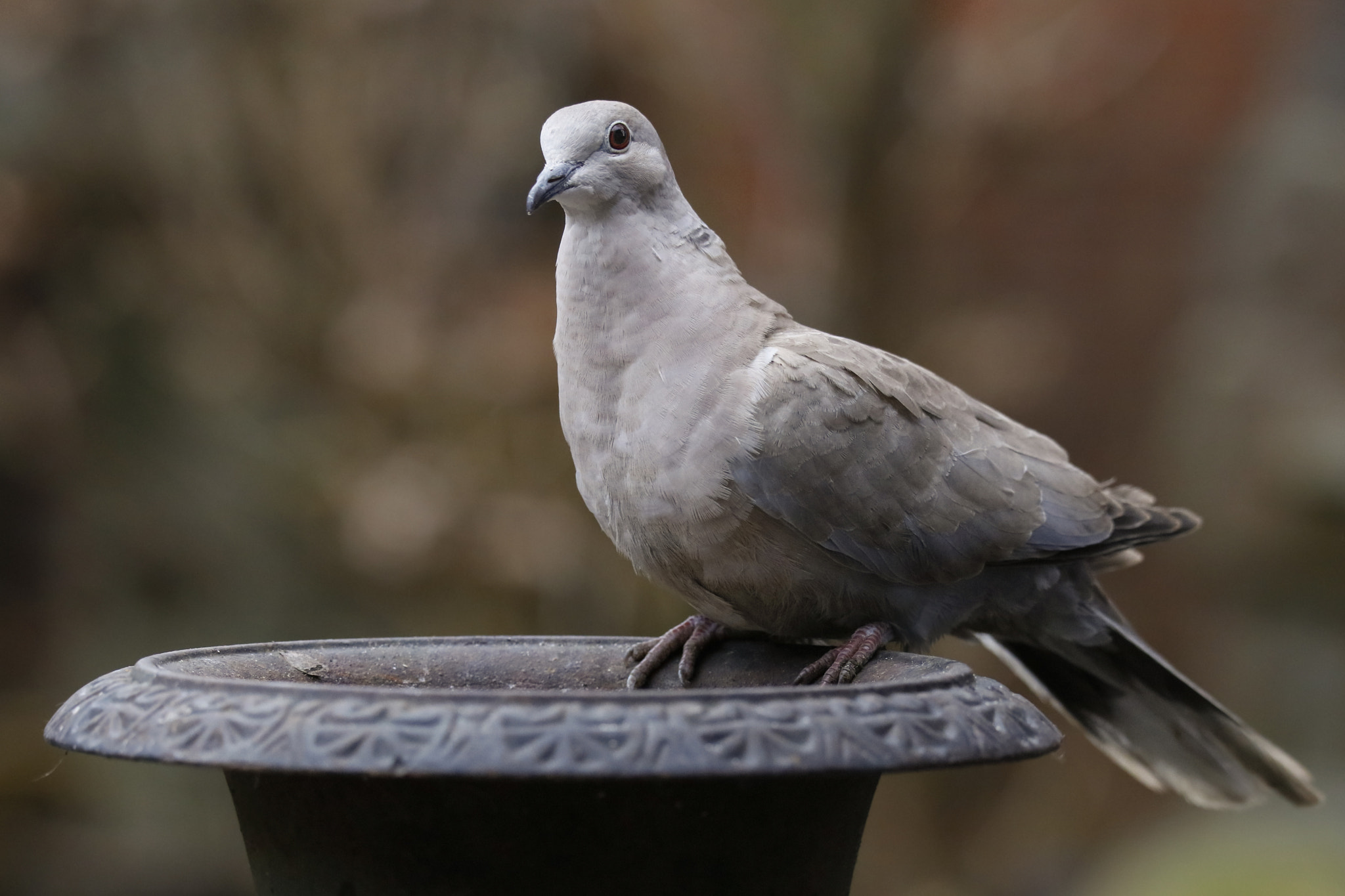 150-600mm F5-6.3 DG OS HSM | Sports 014 sample photo. Dove in the garden photography