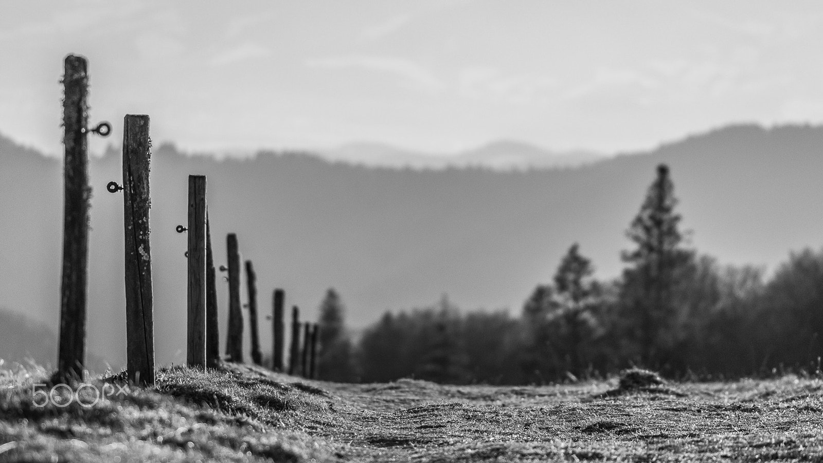 Sigma 105mm F2.8 EX DG OS HSM sample photo. Fence photography