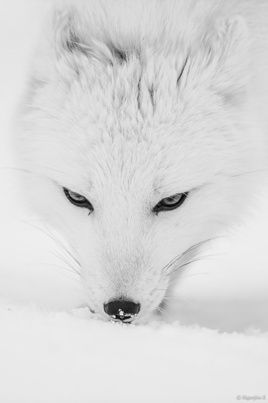 Nikon D4 sample photo. Arctic fox  photography