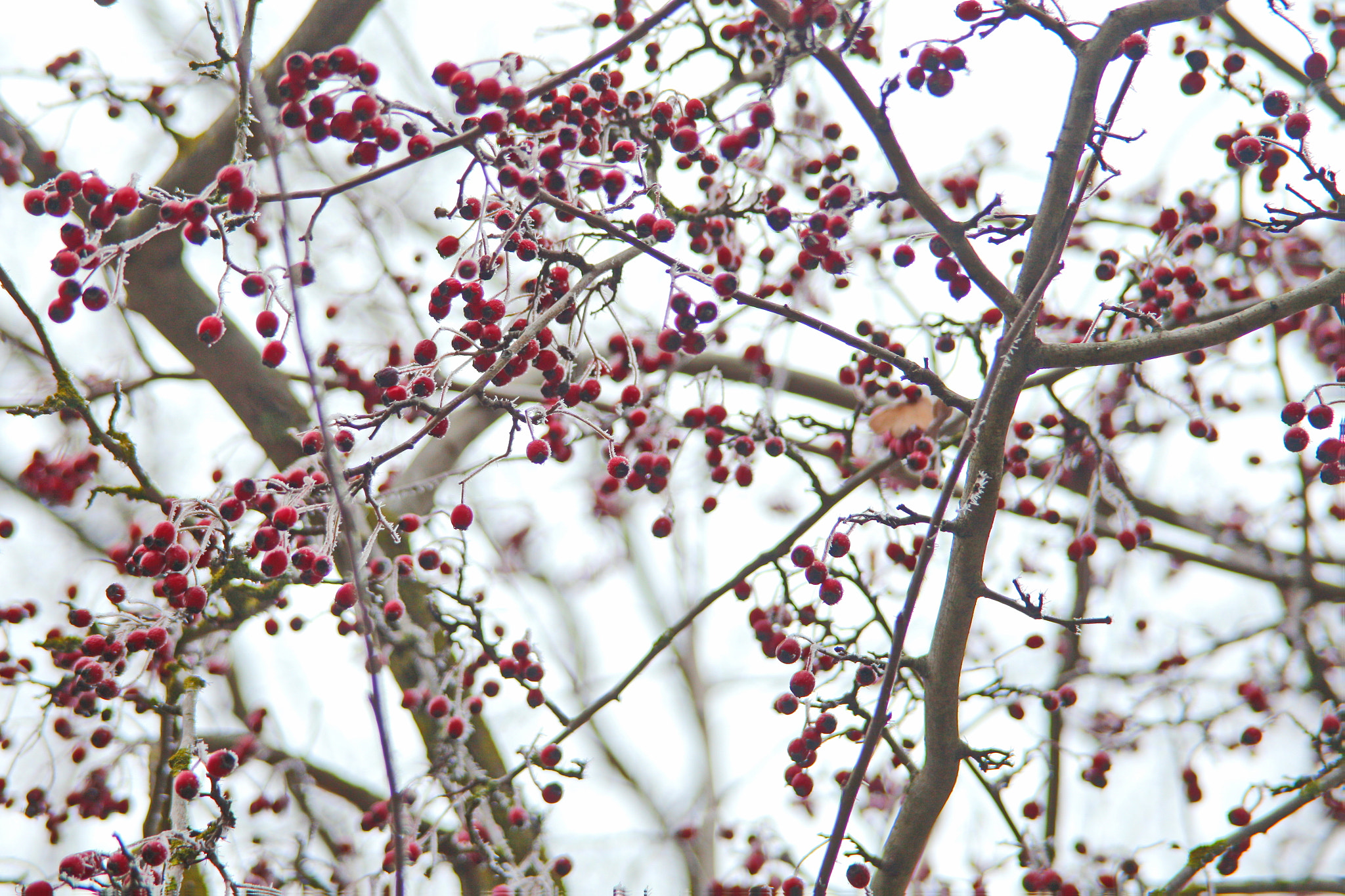 Canon EF 28-200mm F3.5-5.6 USM sample photo. Красные ягоды photography
