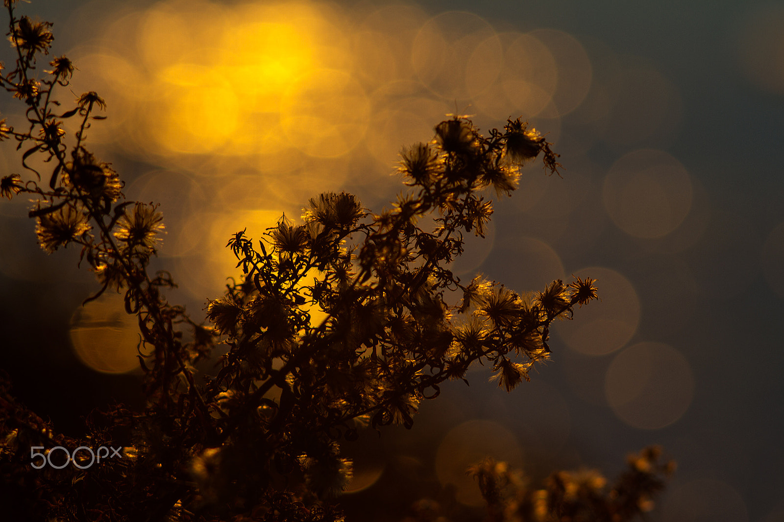 Canon EF 35-80mm f/4-5.6 sample photo. Jupiter photography