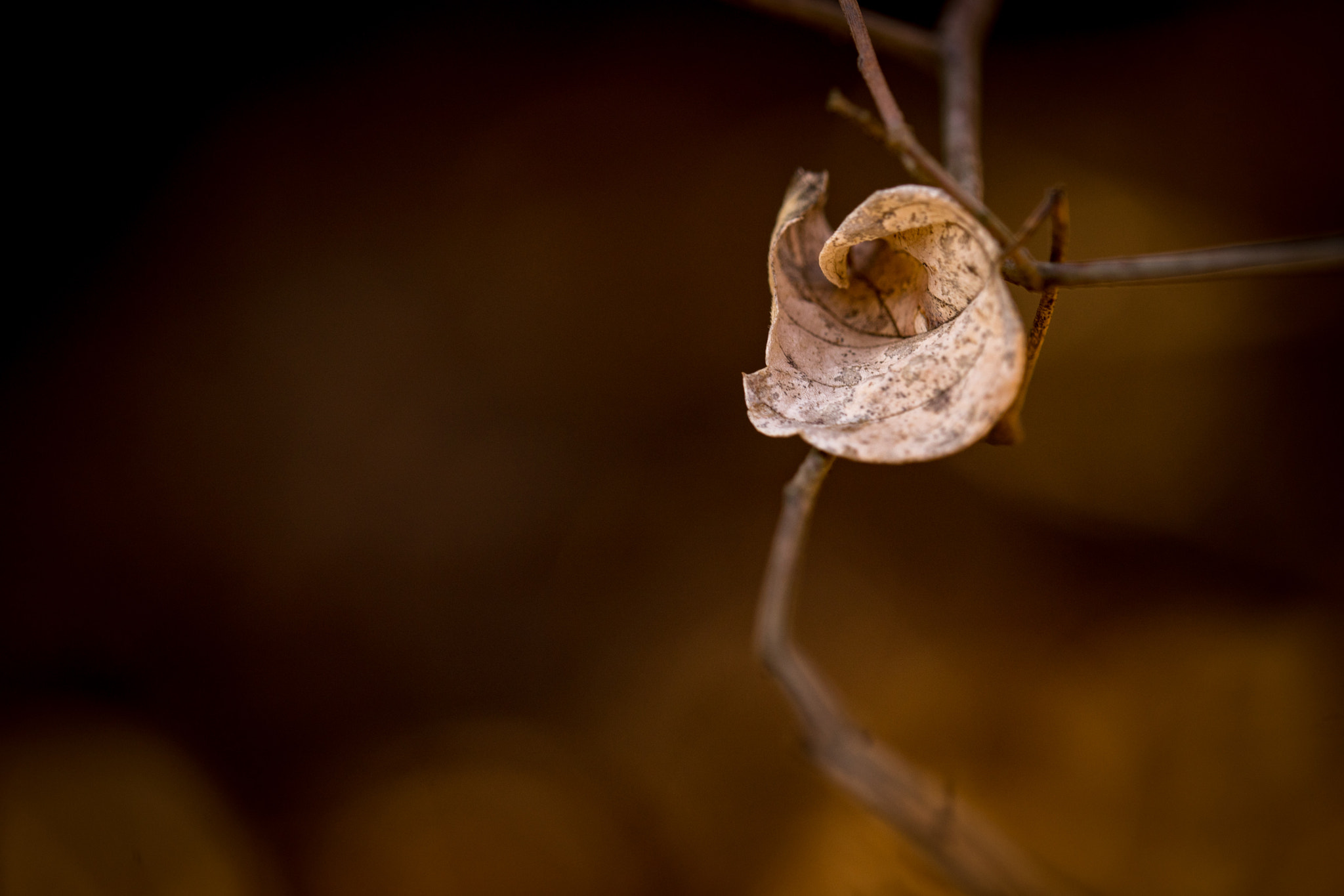 Tamron SP AF 180mm F3.5 Di LD (IF) Macro sample photo. Gently photography