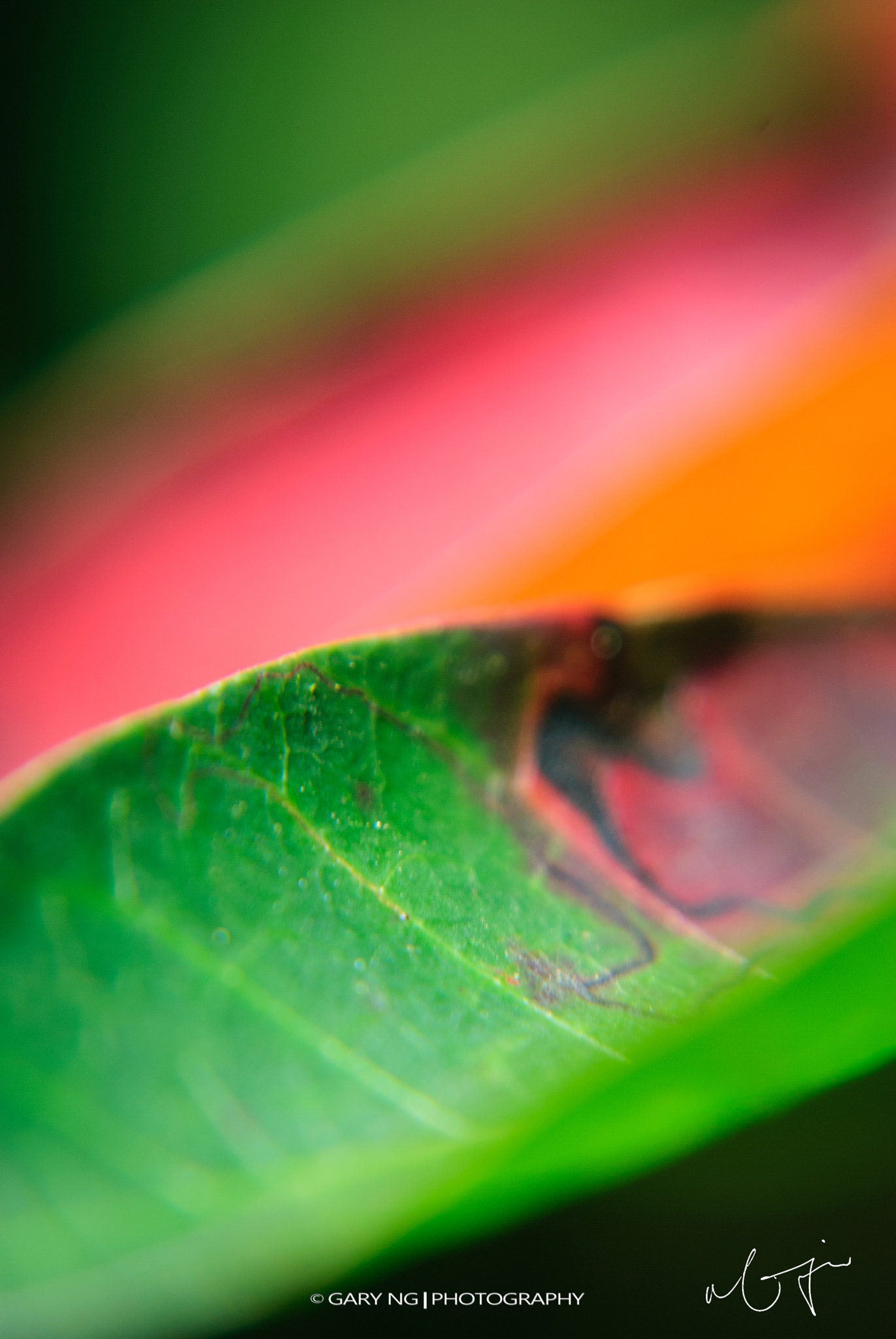 Nikon D80 sample photo. Leaf photography