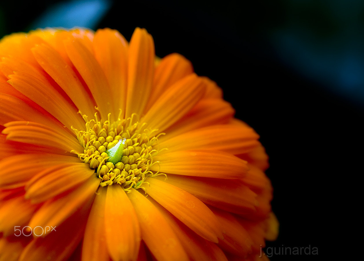 Pentax smc D-FA 50mm F2.8 Macro sample photo. Bon any 2017 i bona llum! photography