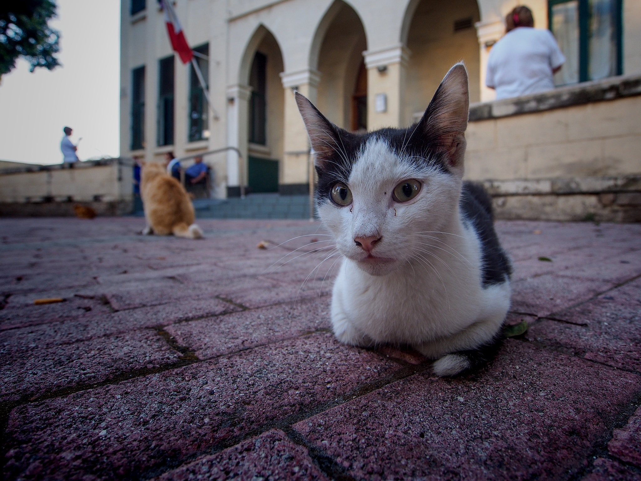 Olympus PEN E-P5 + OLYMPUS M.9-18mm F4.0-5.6 sample photo. Malta photography