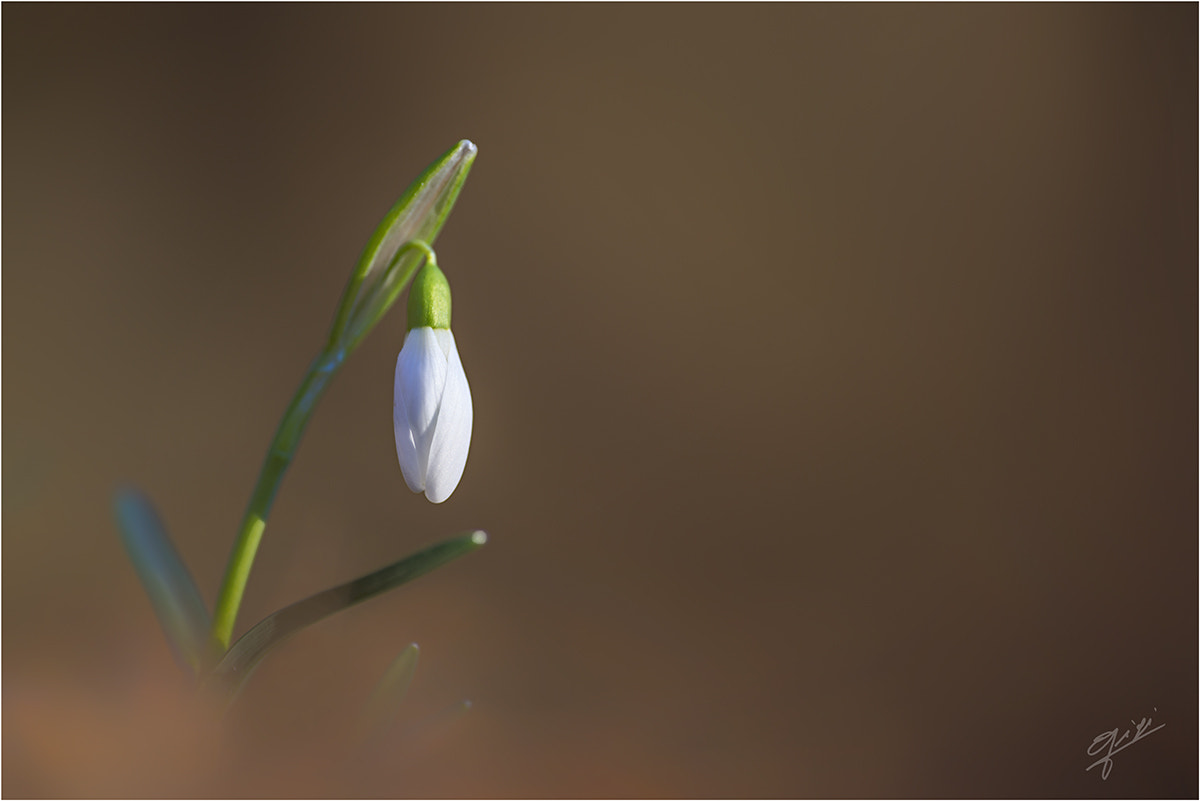 Nikon D610 + Nikon AF-S DX Nikkor 18-55mm F3.5-5.6G II sample photo. First snowdrop of the year photography