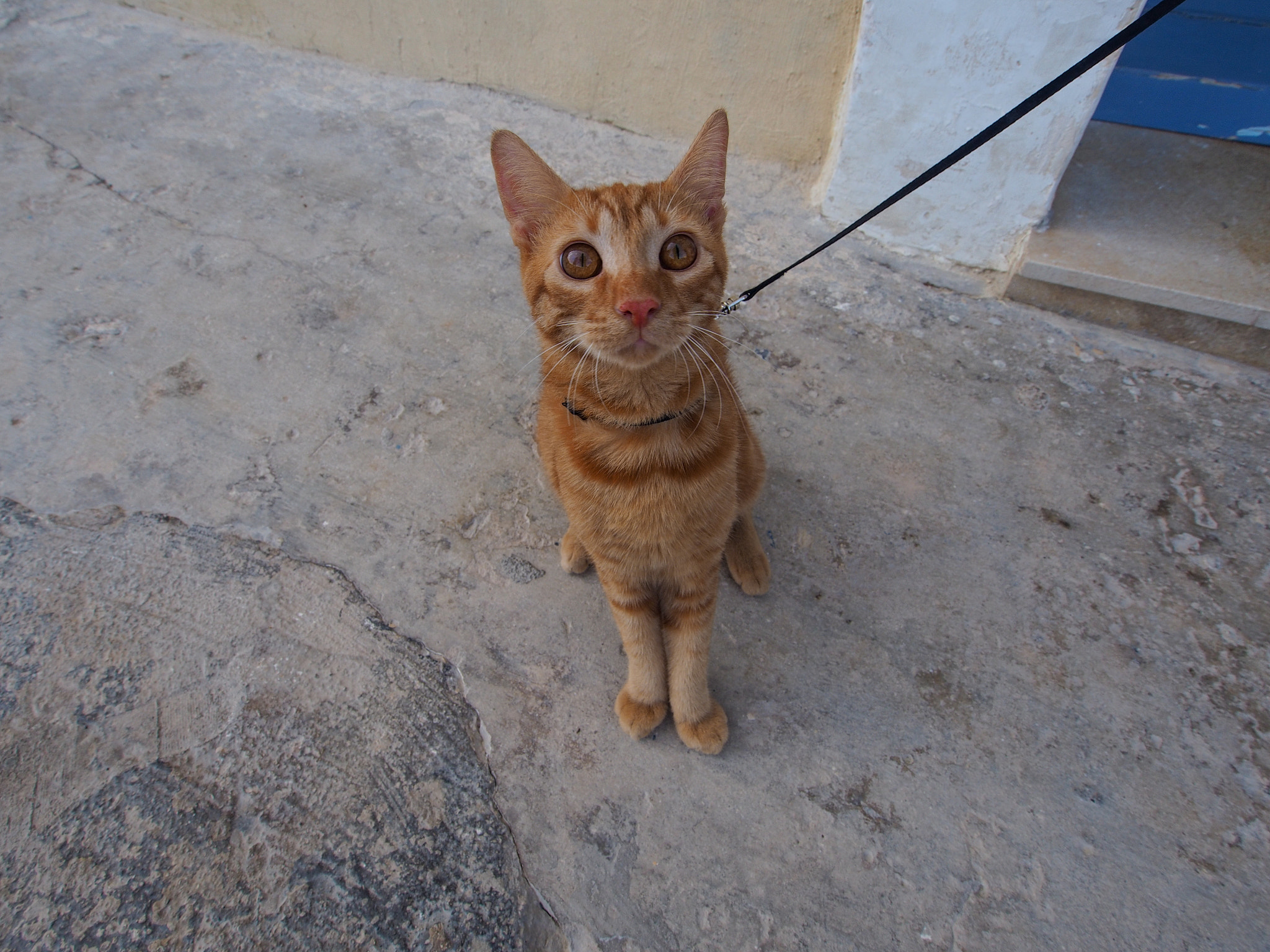 OLYMPUS M.9-18mm F4.0-5.6 sample photo. Malta photography