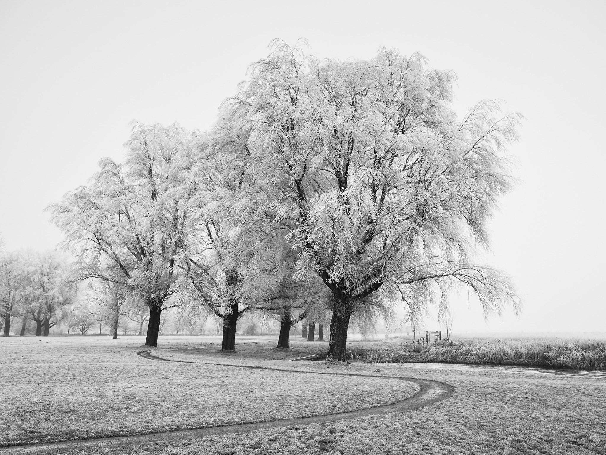 Panasonic Lumix DMC-GX8 + LUMIX G 20/F1.7 II sample photo. 50 shades of white photography