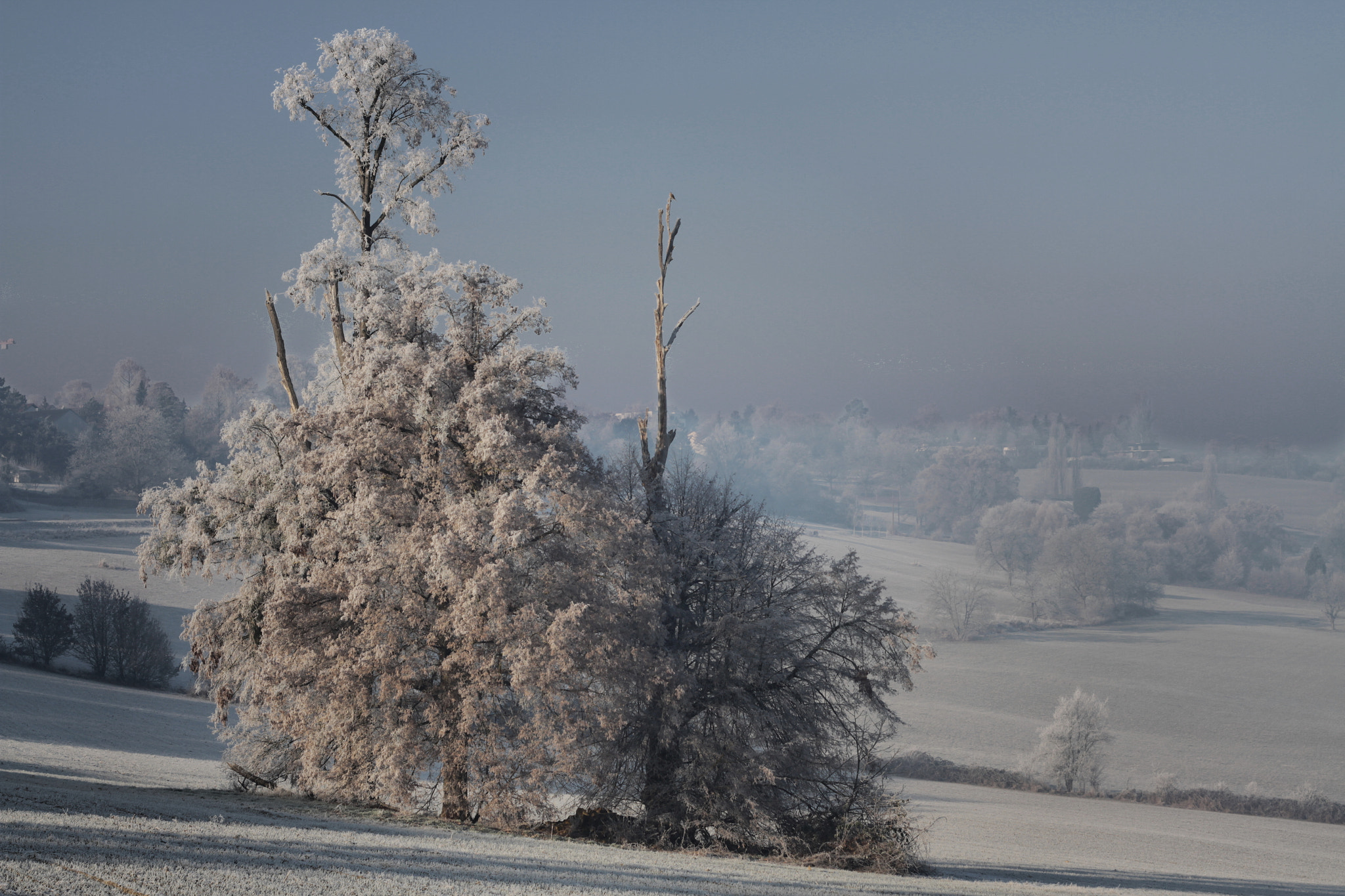 Canon EF 50mm f/1.8 sample photo. Frosty old trees photography