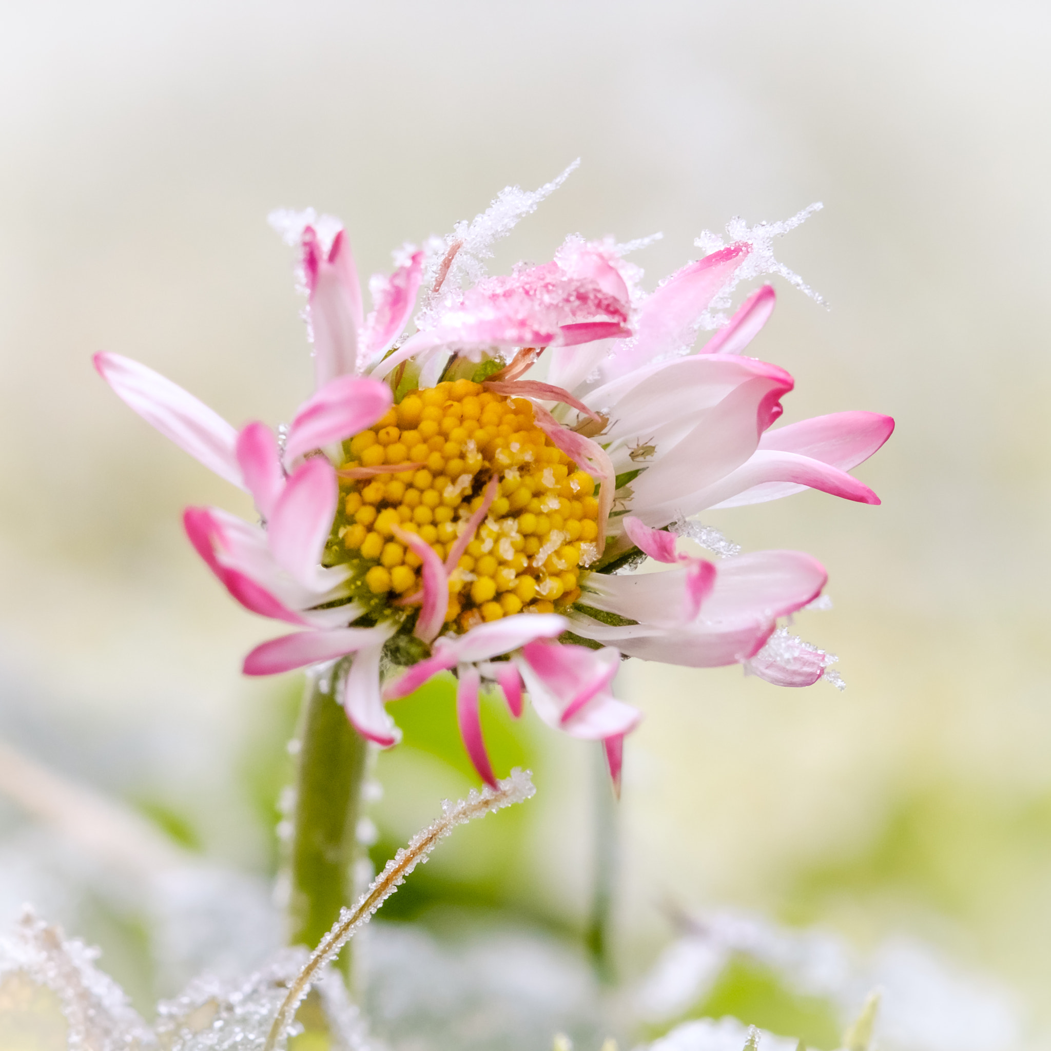 Fujifilm X-T2 + Fujifilm XF 60mm F2.4 R Macro sample photo. Winterwonderland photography