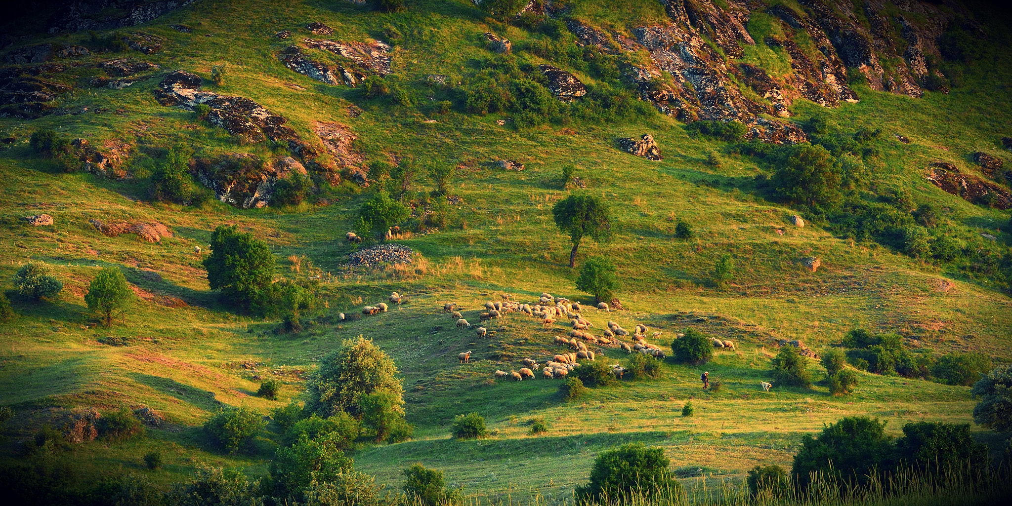 Nikon AF-S Nikkor 200-500mm F5.6E ED VR sample photo. Sheeps and shepherd photography