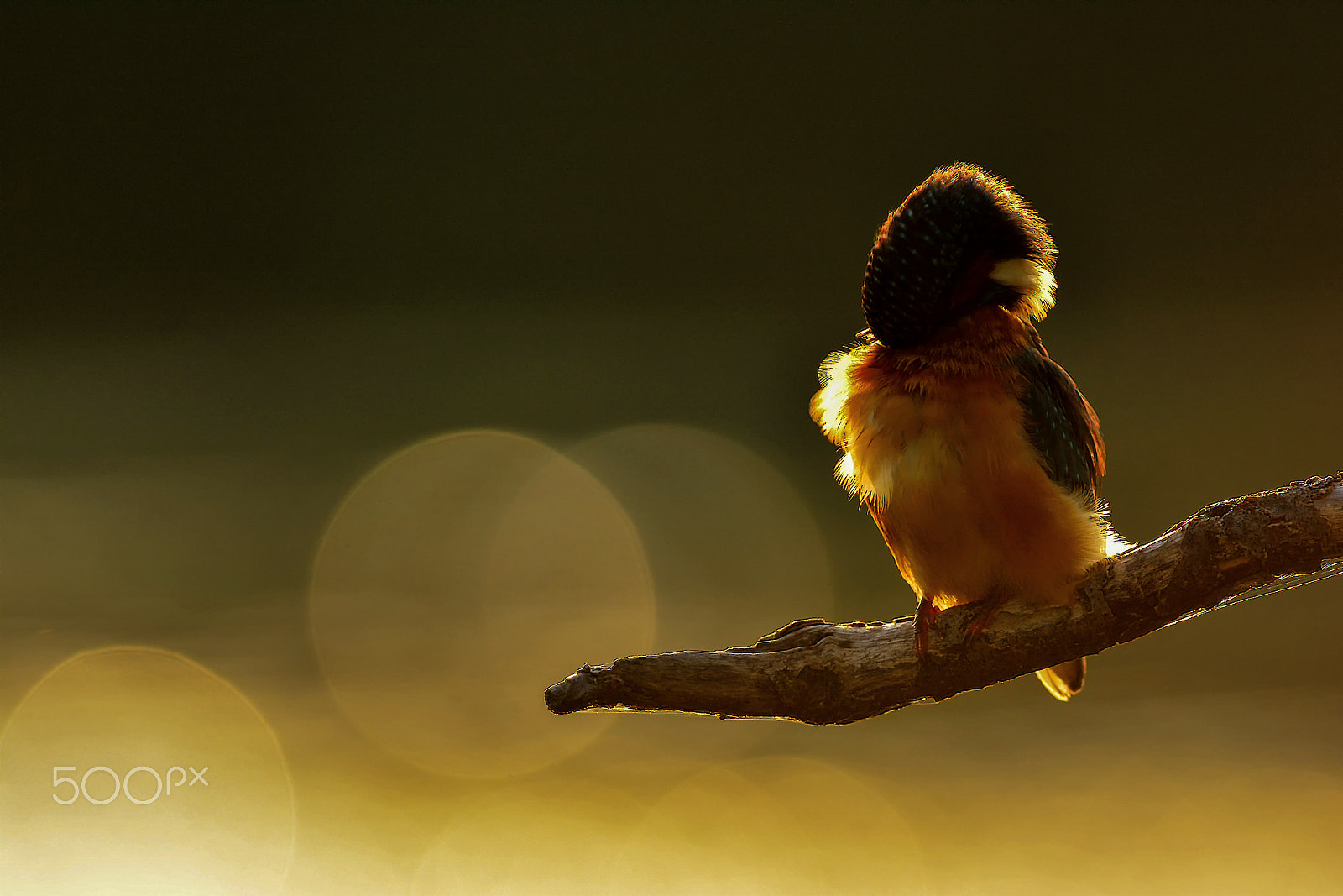 Nikon AF-S Nikkor 300mm F2.8G ED-IF VR sample photo. Che luce ! photography