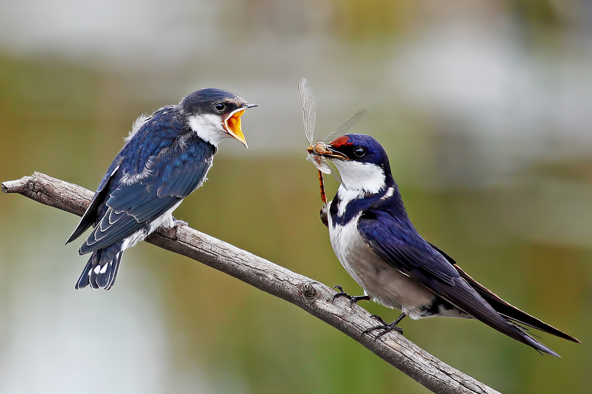 Canon EF 100-400mm F4.5-5.6L IS USM sample photo. Swallows photography