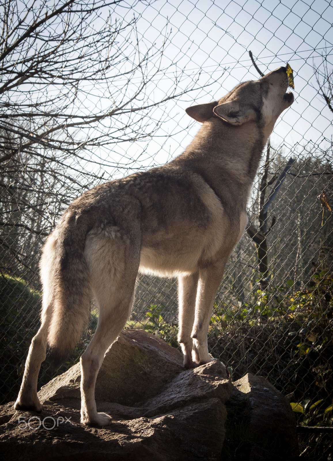 Sigma 70-300mm F4-5.6 APO DG Macro sample photo. Timber wolf photography