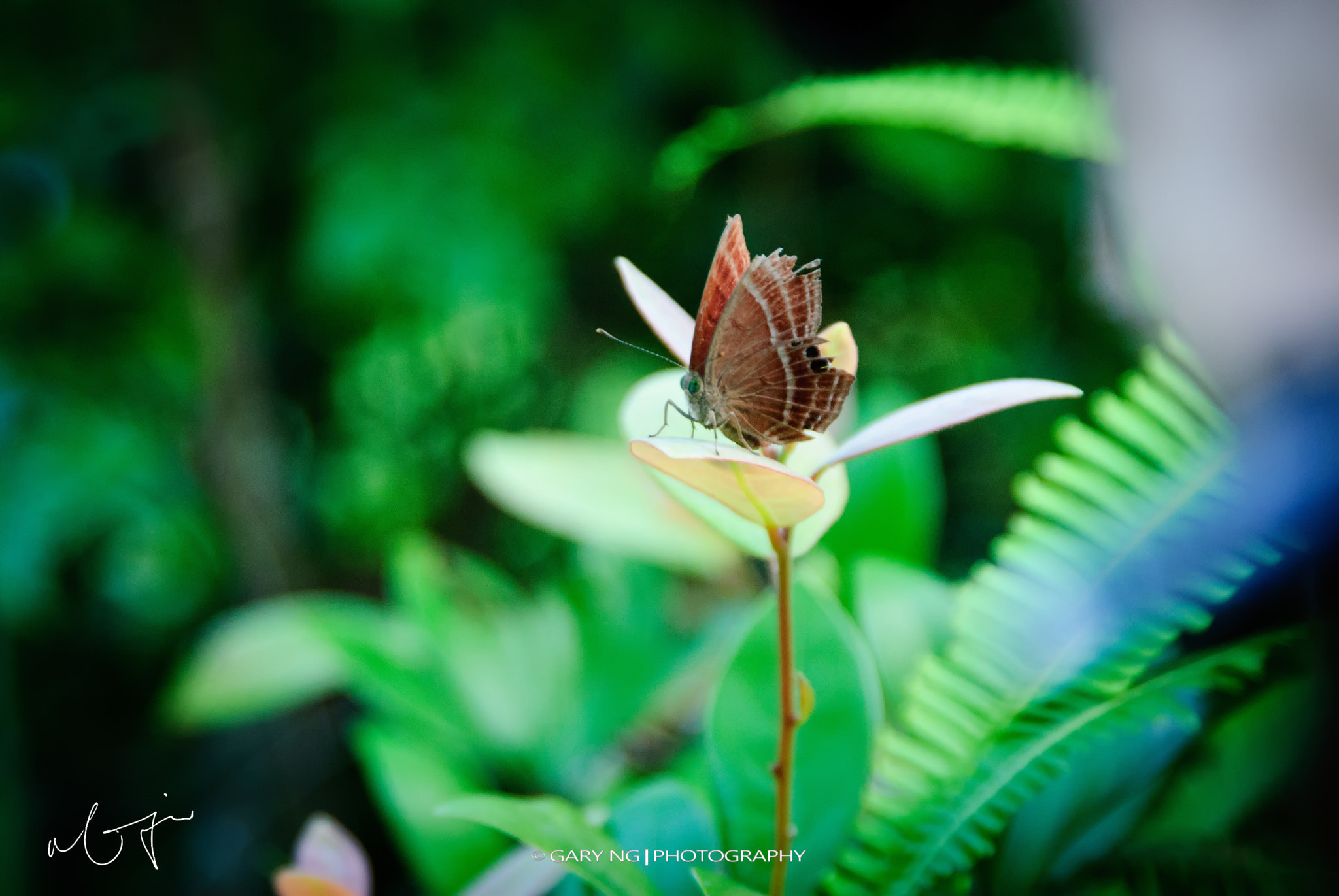 Nikon D80 sample photo. Butterfly photography