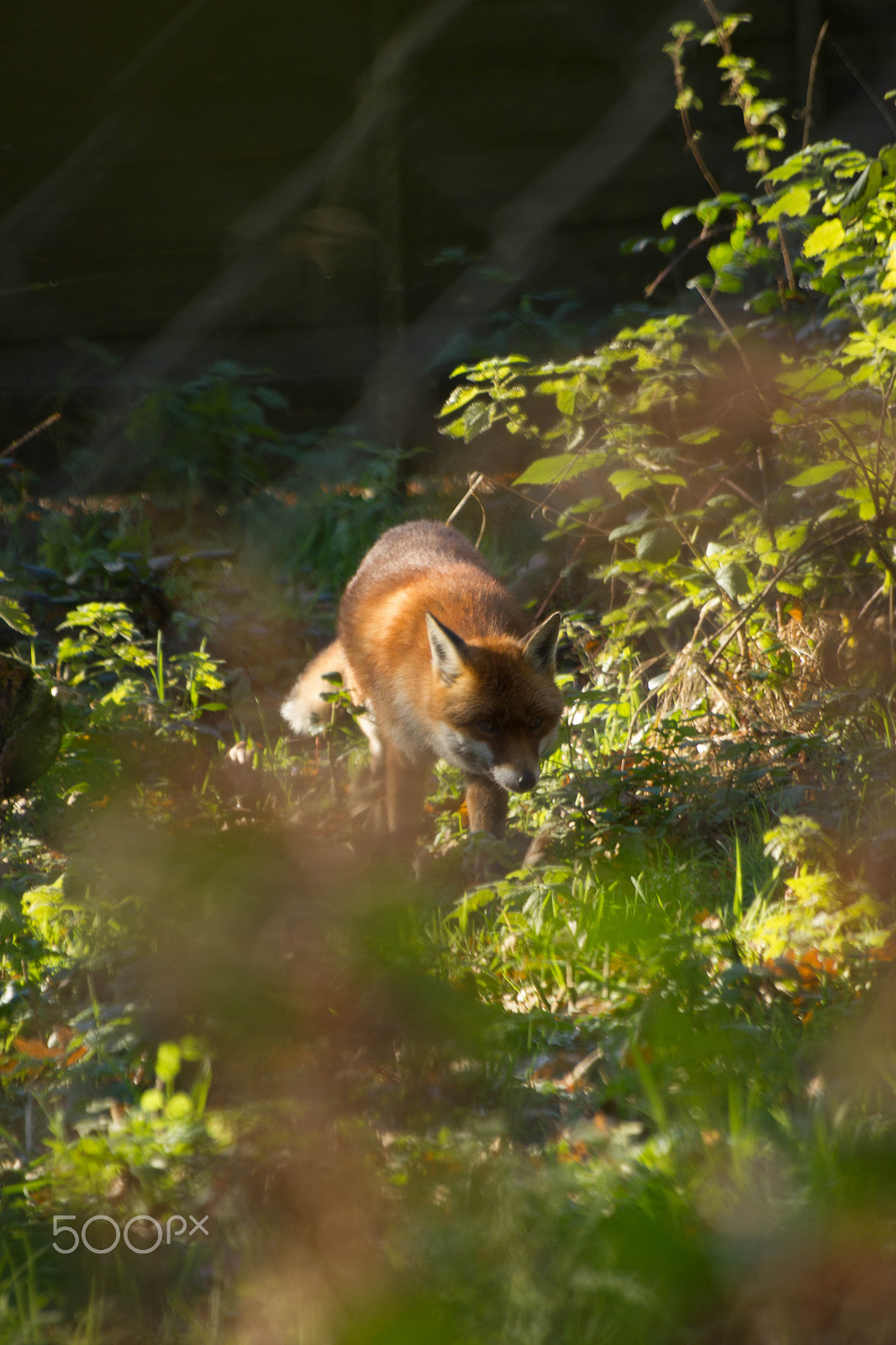 Sigma 70-300mm F4-5.6 APO DG Macro sample photo. Fox photography