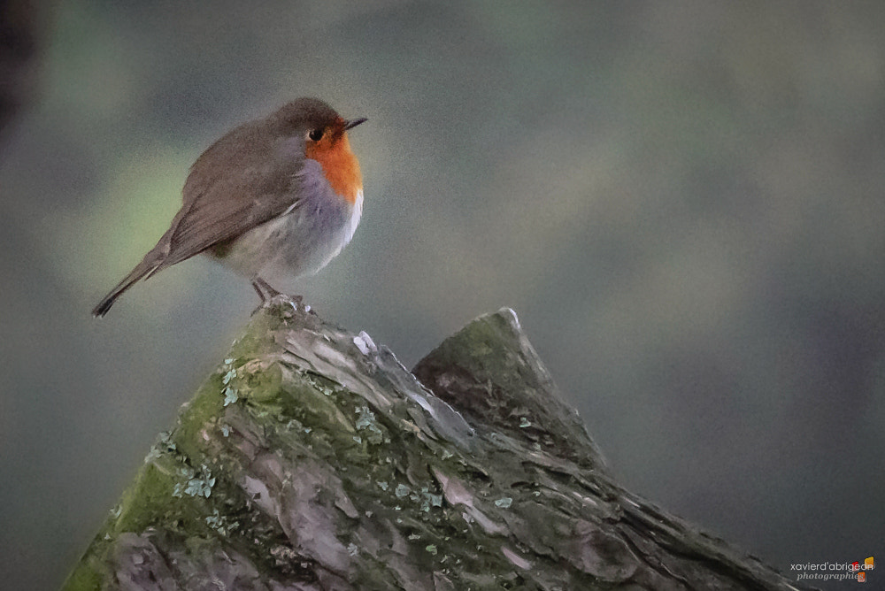 Sigma 150-500mm F5-6.3 DG OS HSM sample photo. Rouge-gorge photography