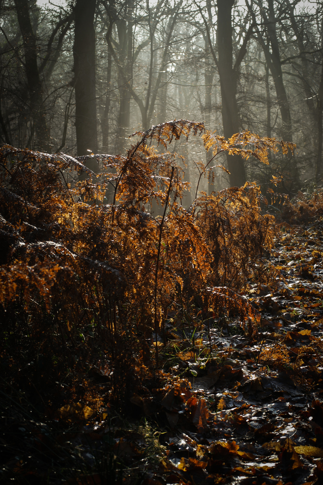 Samsung NX 45mm F1.8 sample photo. Golden hour photography