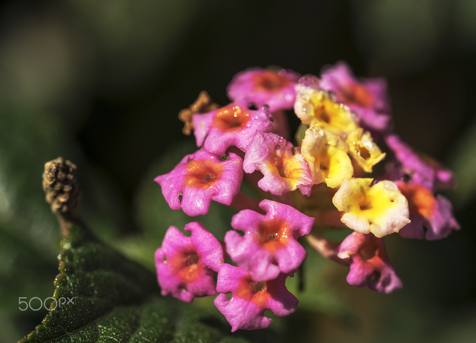 Sony a7R + Sony FE 90mm F2.8 Macro G OSS sample photo. Colorful blooming flower photography