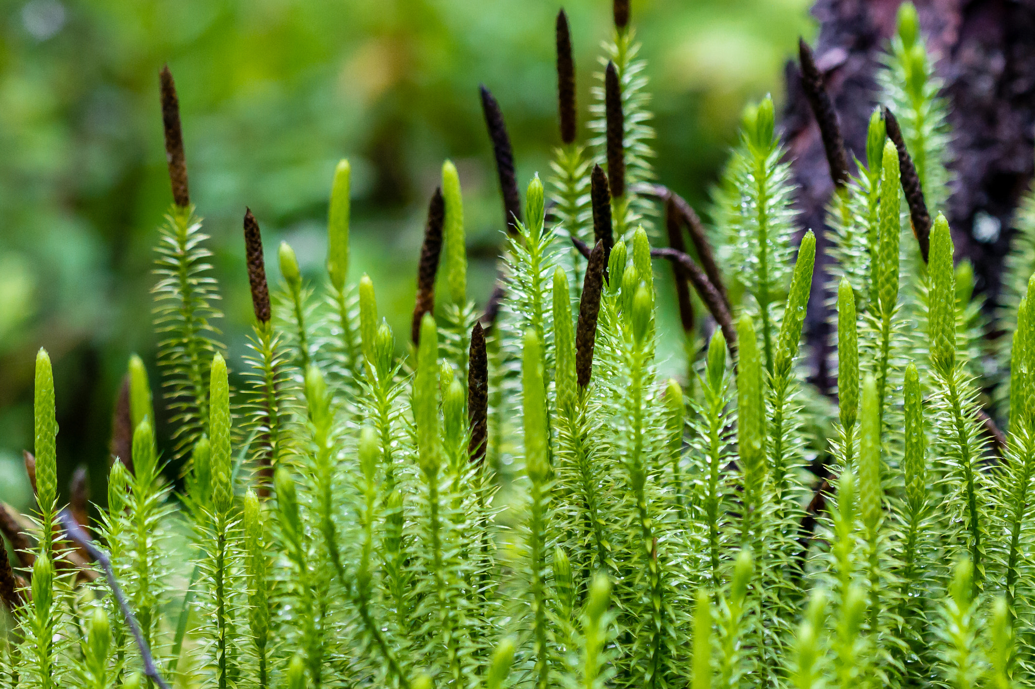 Sigma APO Macro 150mm f/2.8 EX DG HSM sample photo. Forest floor ii photography