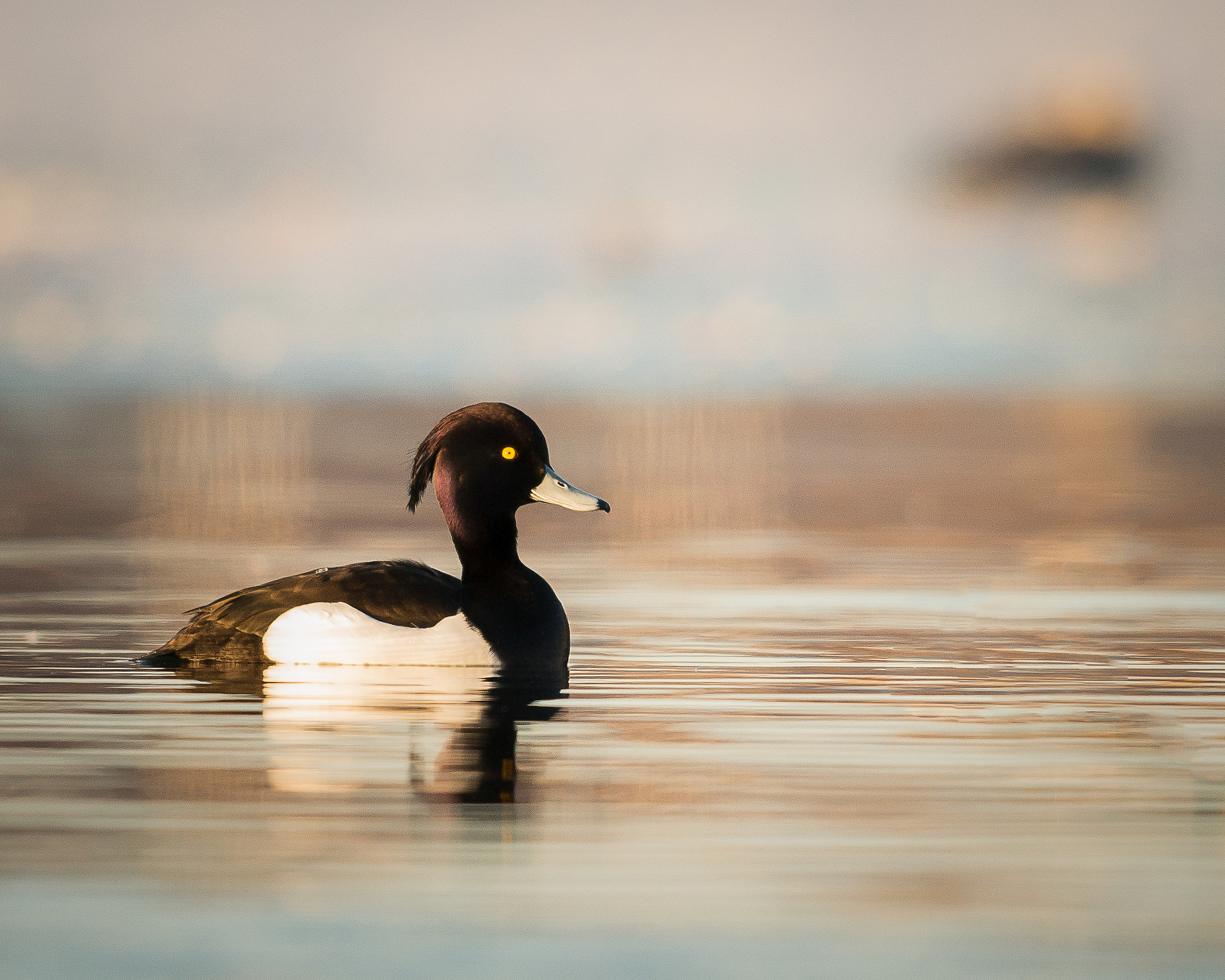 Nikon D800 + Nikon AF-S Nikkor 500mm F4G ED VR sample photo. Tufted duck at sunrise. photography