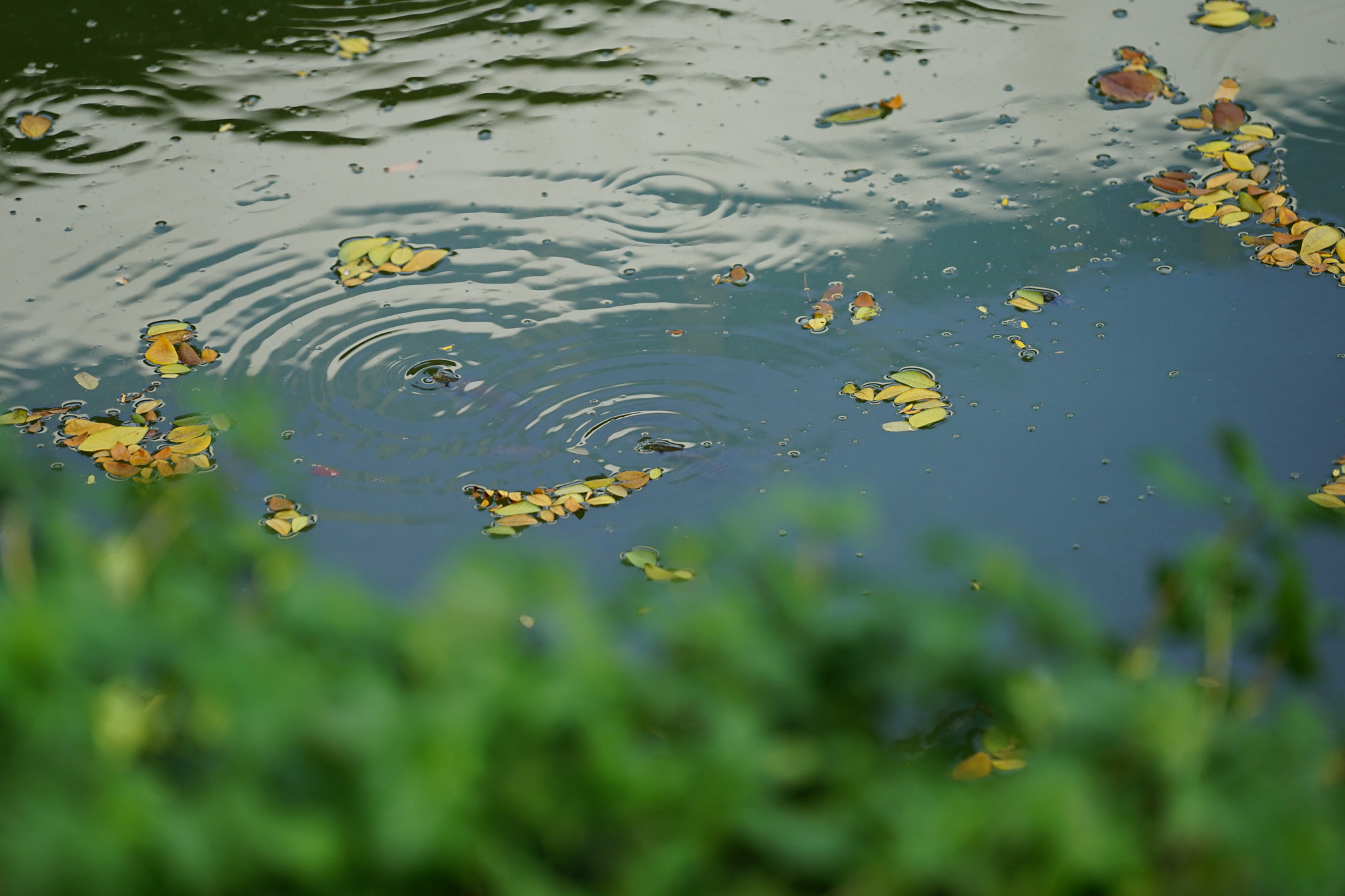 Sony FE 70-200mm F4 G OSS sample photo