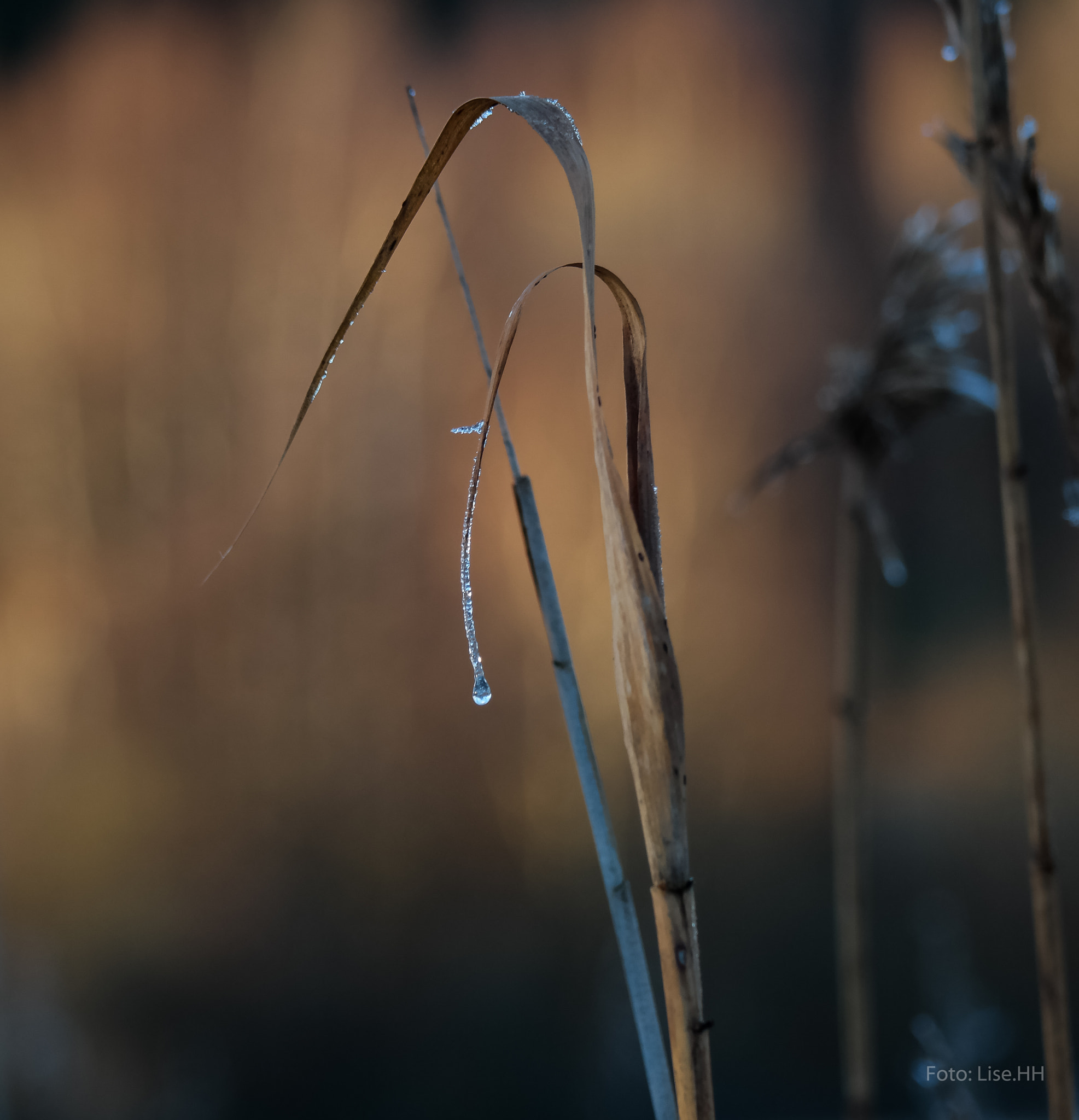 Samsung NX30 + NX 50-200mm F4-5.6 sample photo. Natural lights photography