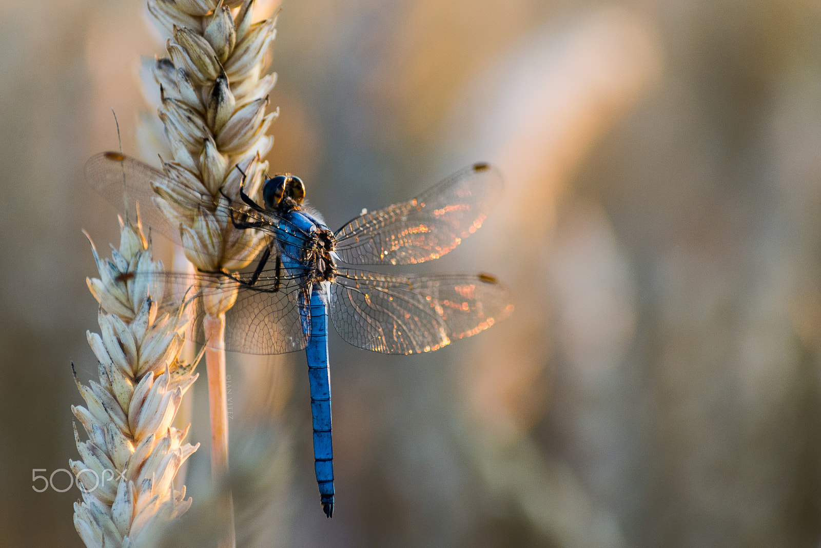 Nikon D610 + Sigma 50-150mm F2.8 EX APO DC HSM II + 1.4x sample photo. Blue dragonfly resting on wheat photography