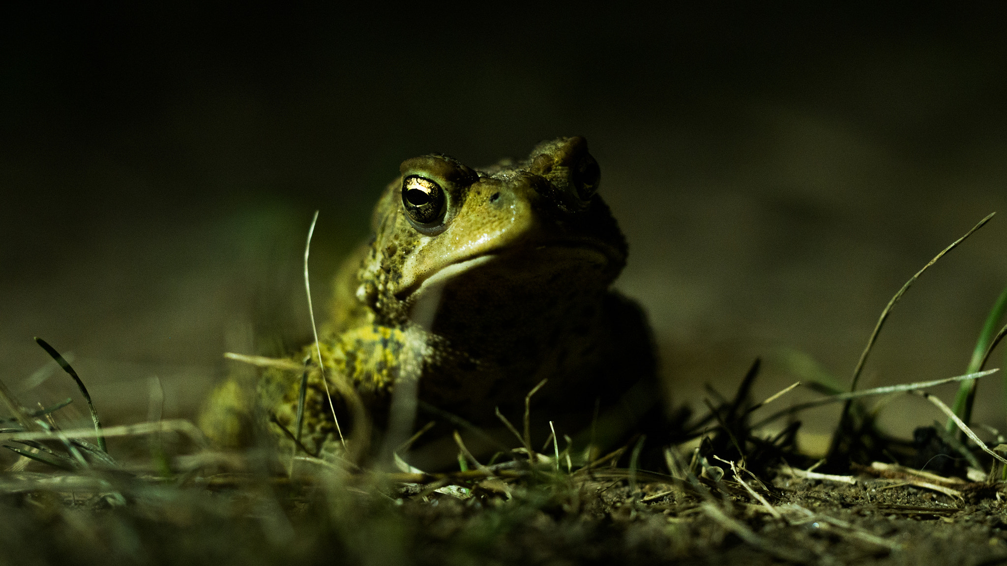 Olympus PEN E-PL5 sample photo. Dark side of the frog photography