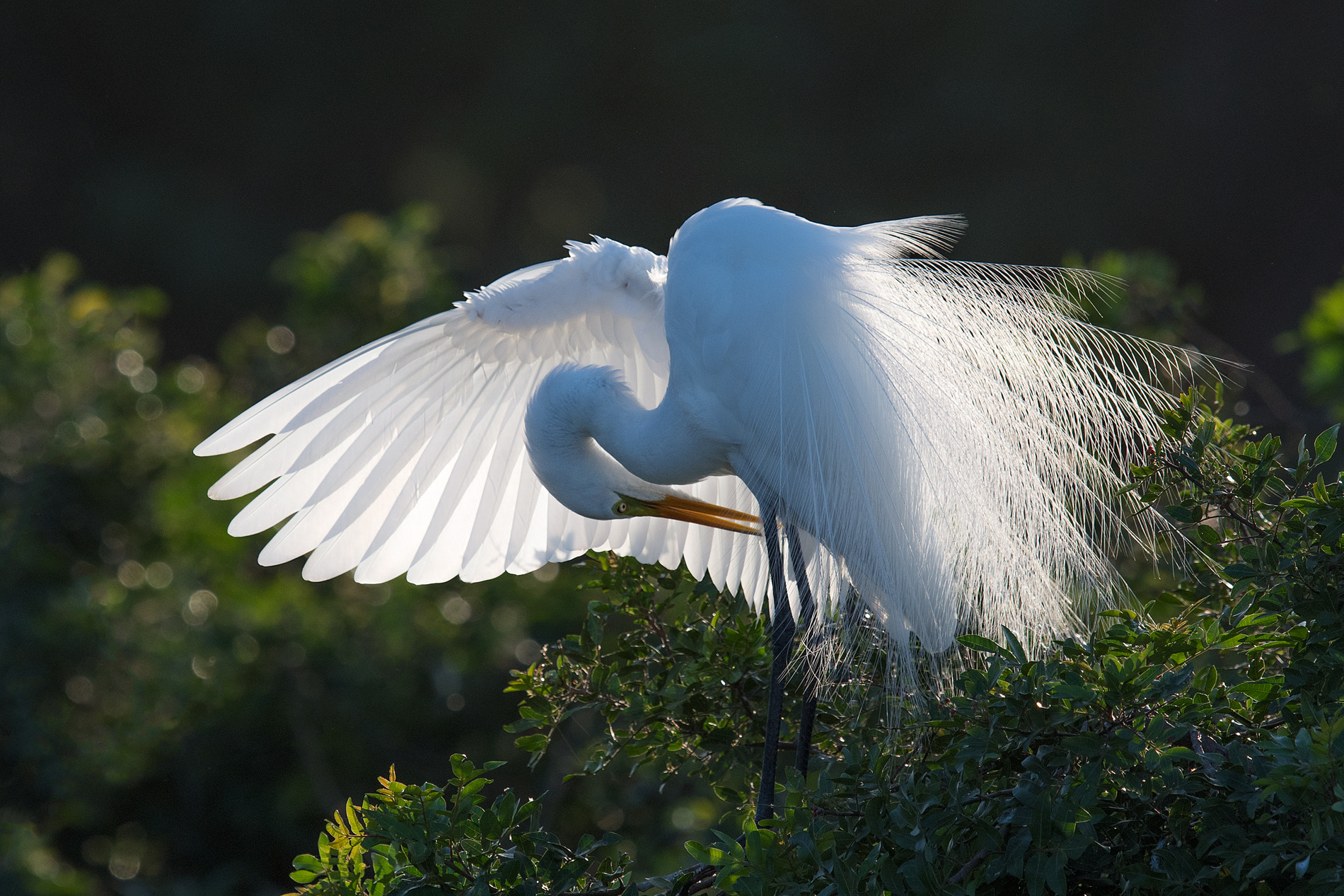 Nikon D500 + Nikon AF-S Nikkor 600mm F4G ED VR sample photo. Great egret photography