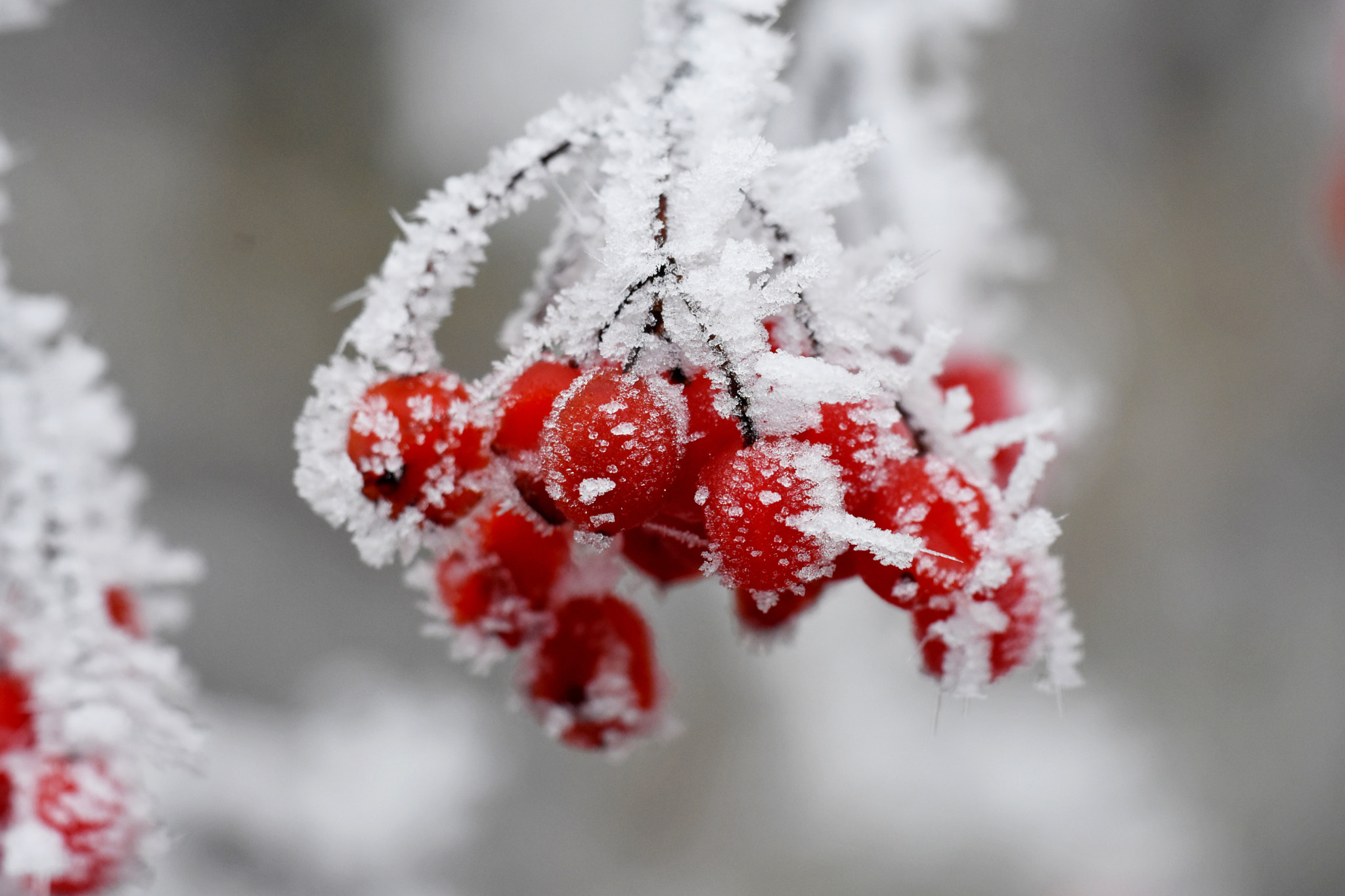 Sigma APO Macro 180mm F3.5 EX DG HSM sample photo. Covered with frost photography