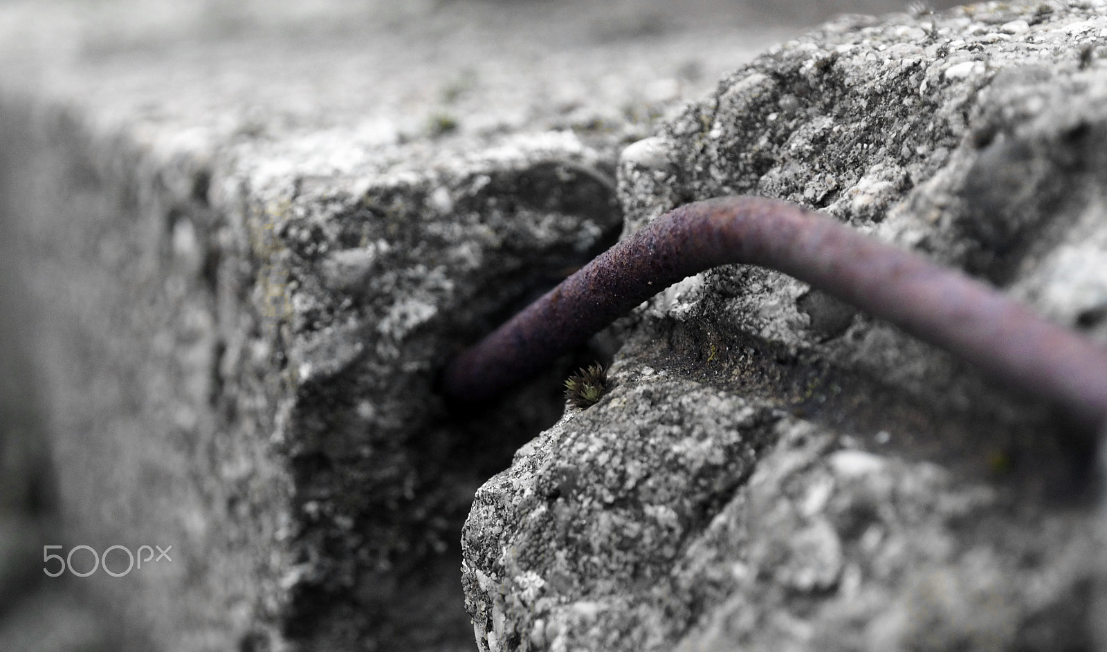Olympus OM-D E-M1 sample photo. Breaking free photography